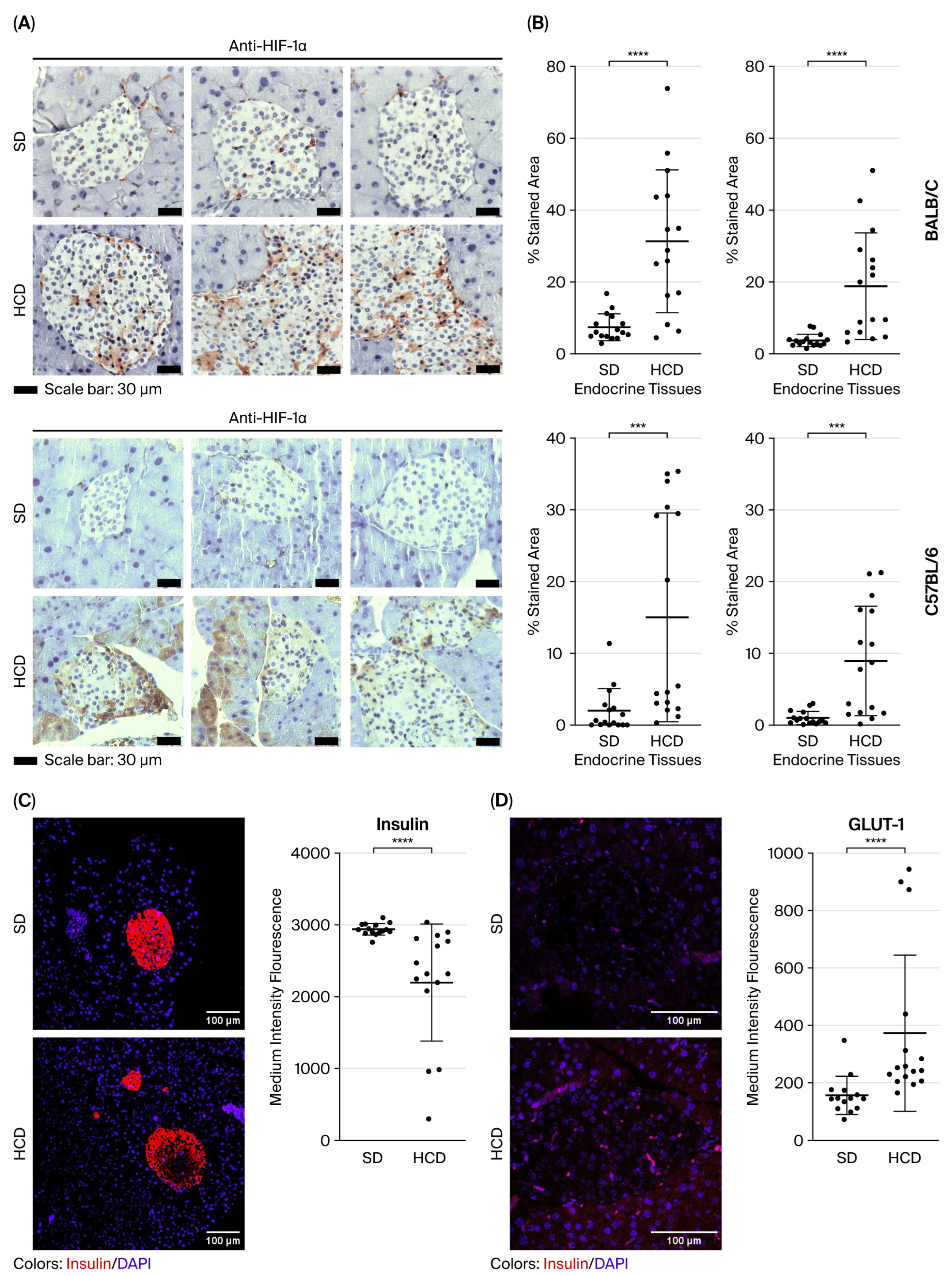 Diabetology 06 00143 g003