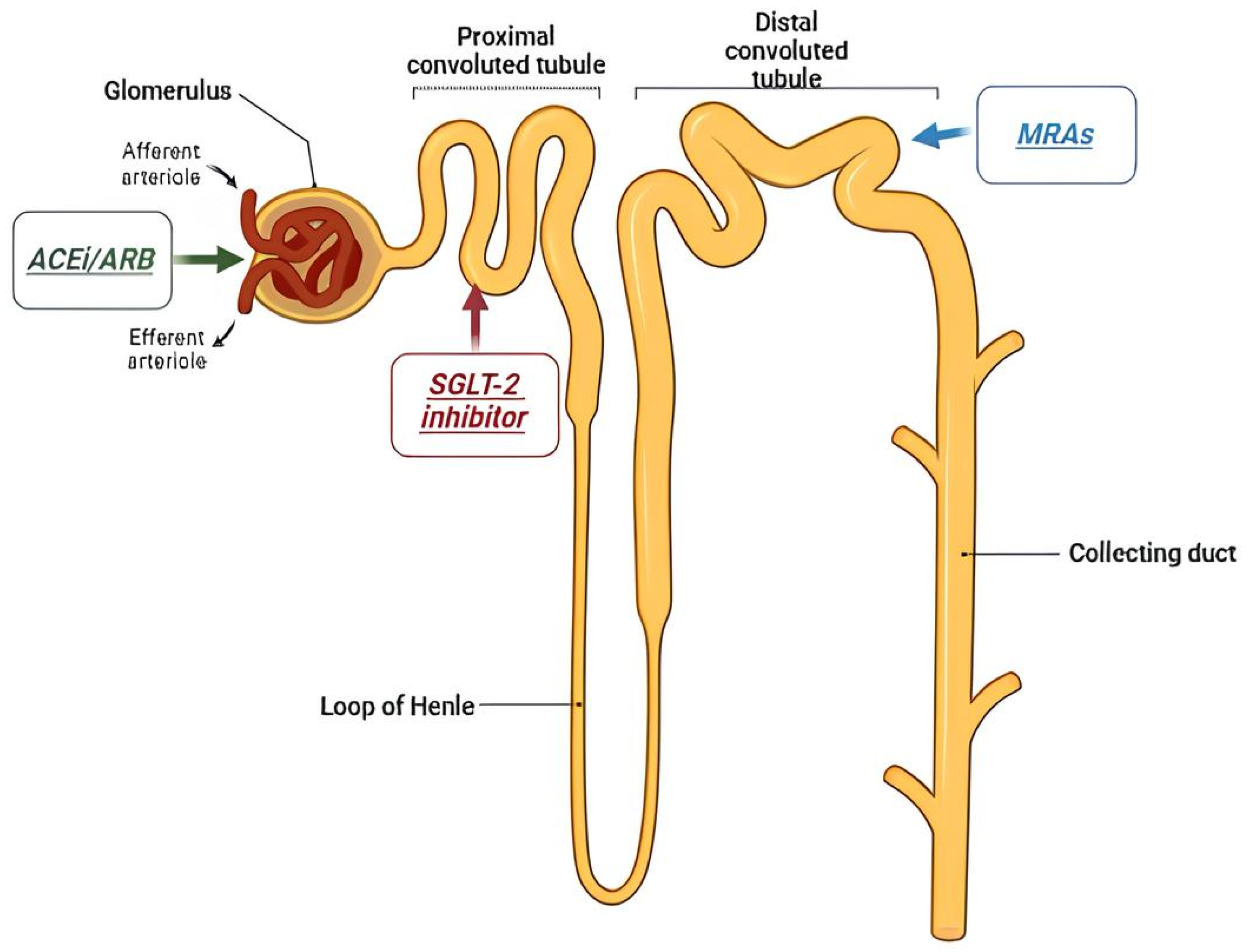 Diabetology 06 00144 g001 Diabetology 06 00144 g001