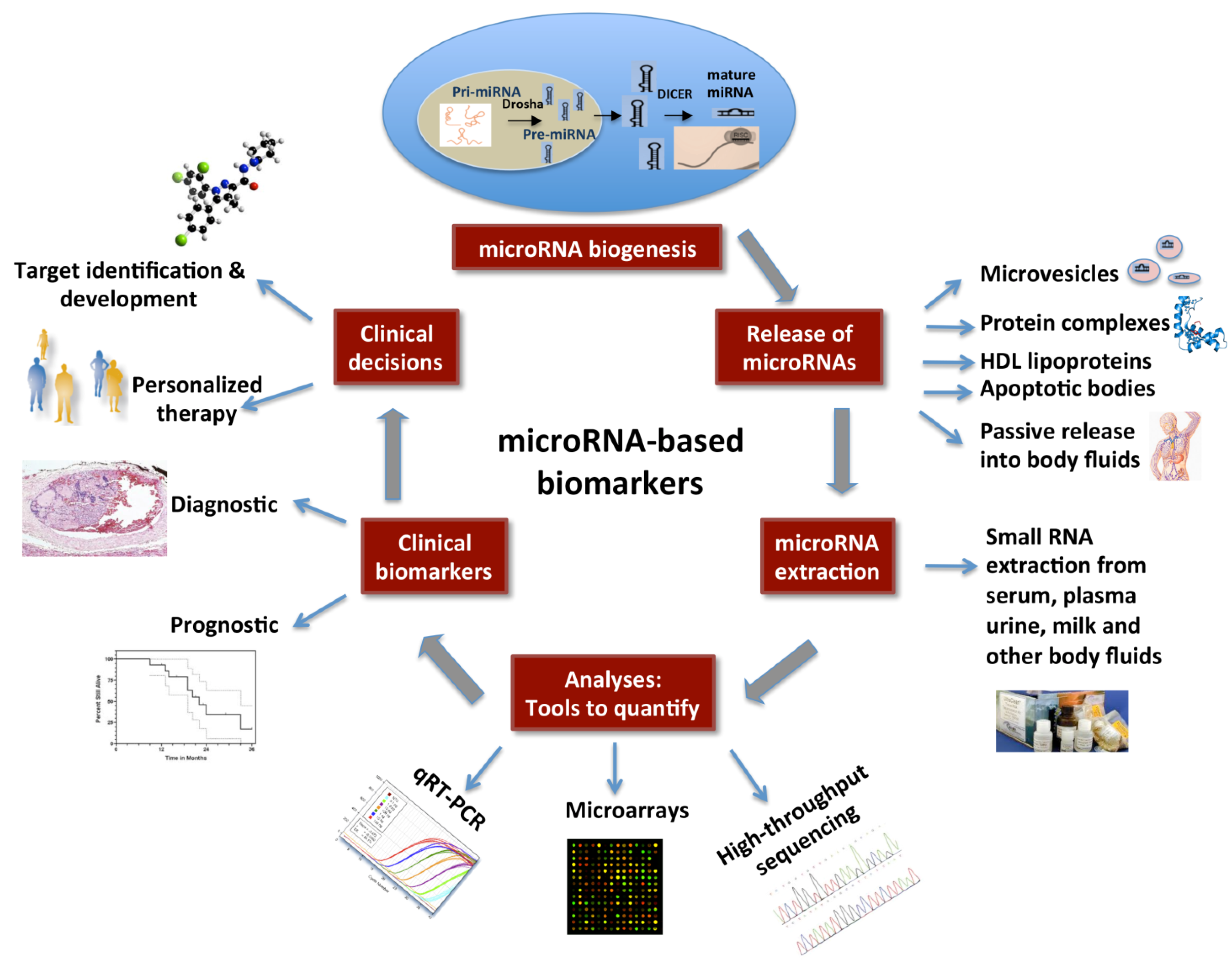 Diagnostics Free FullText MicroRNAs as Biomarkers in Cancer