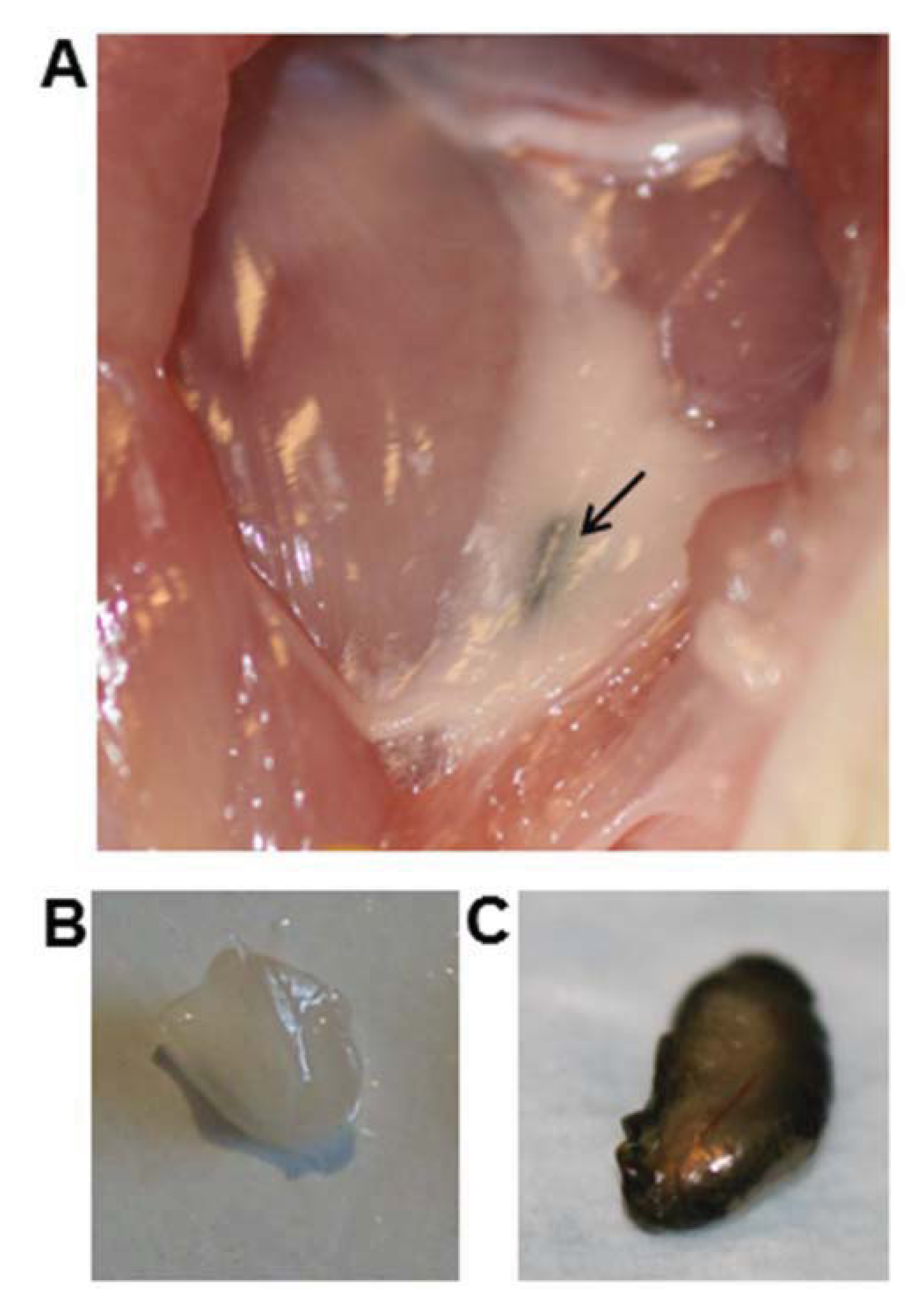 Diagnostics 04 00013 g005 1024