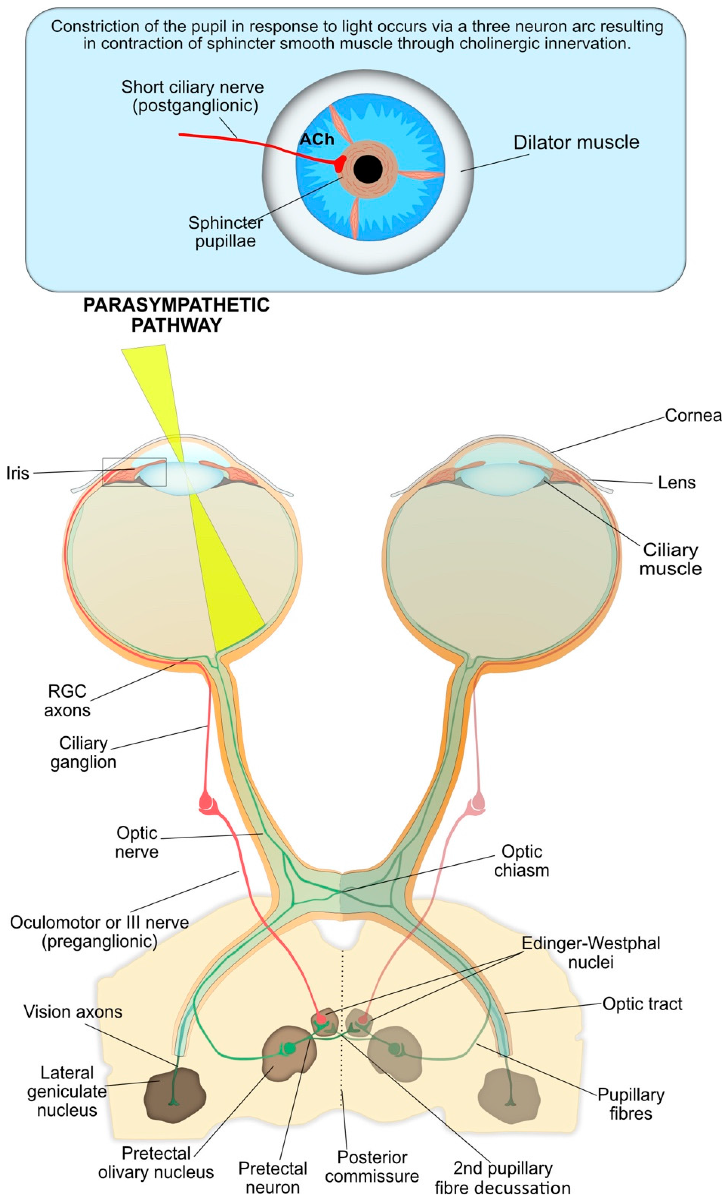 pupillary reaction test pupillary reaction test