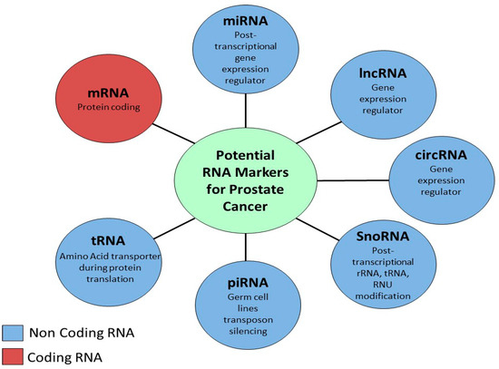 その他 pri Circular RNAs: A New Piece in the Colorectal Cancer Puzzle