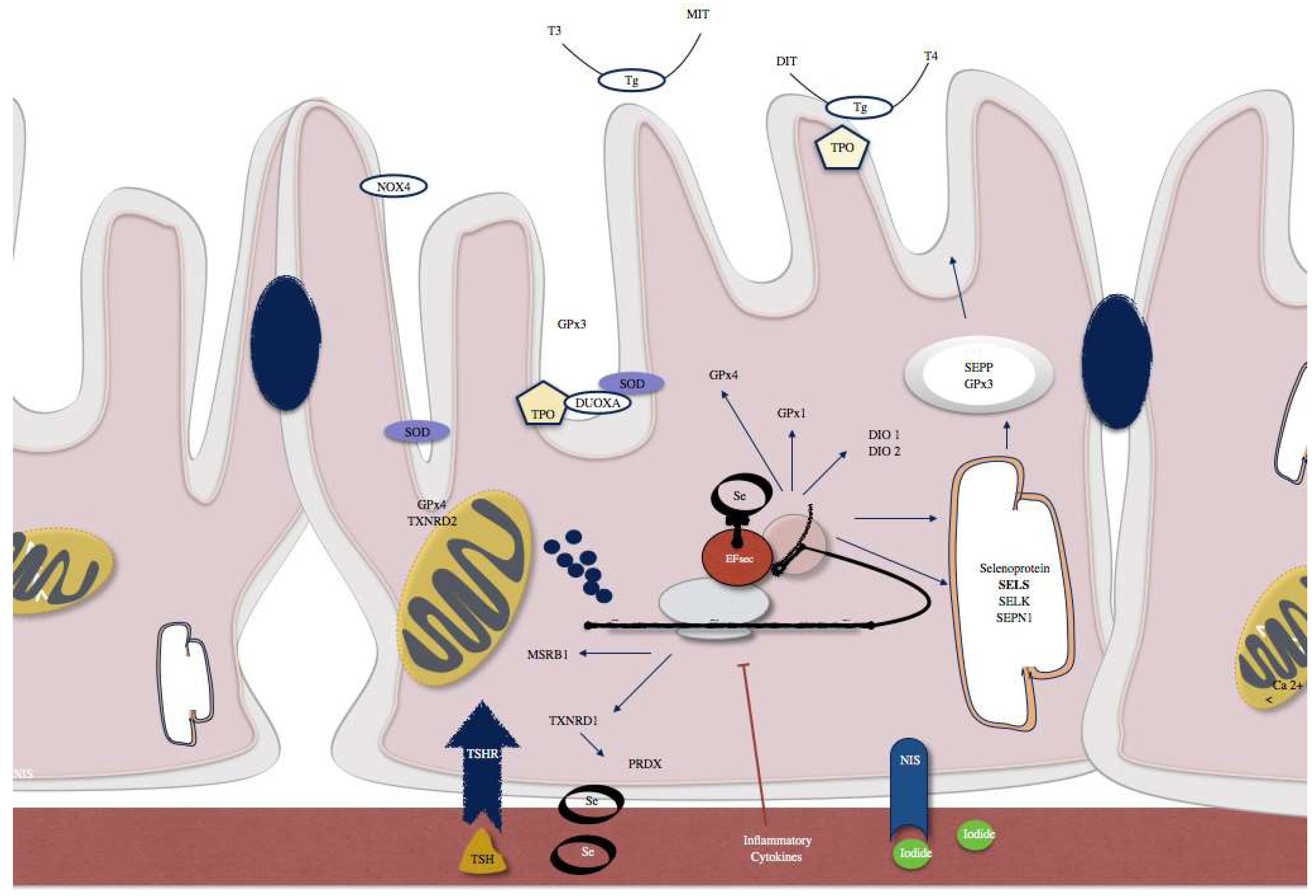 Diagnostics 08 00070 g002