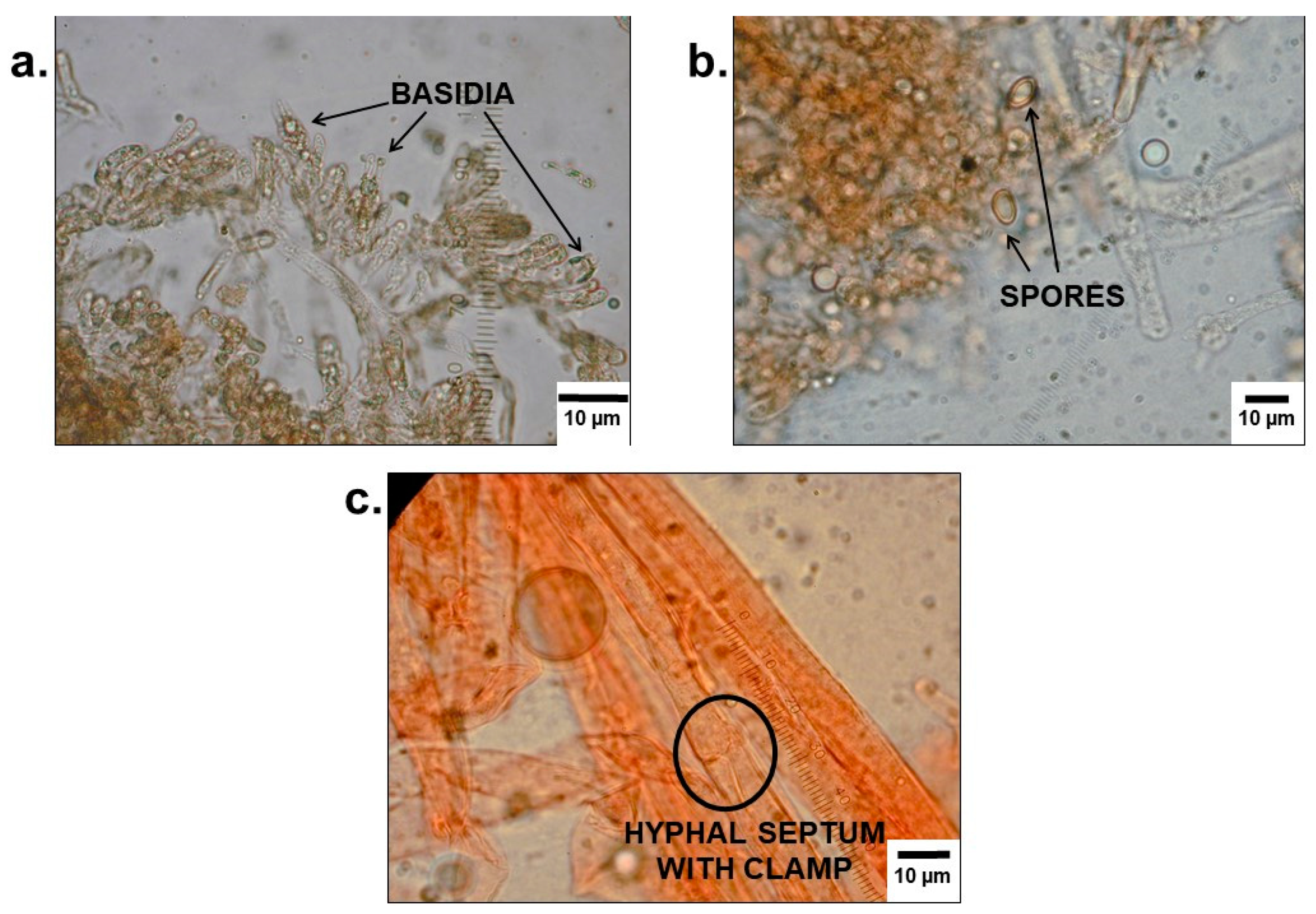 Diagnostics 09 00130 g006 550