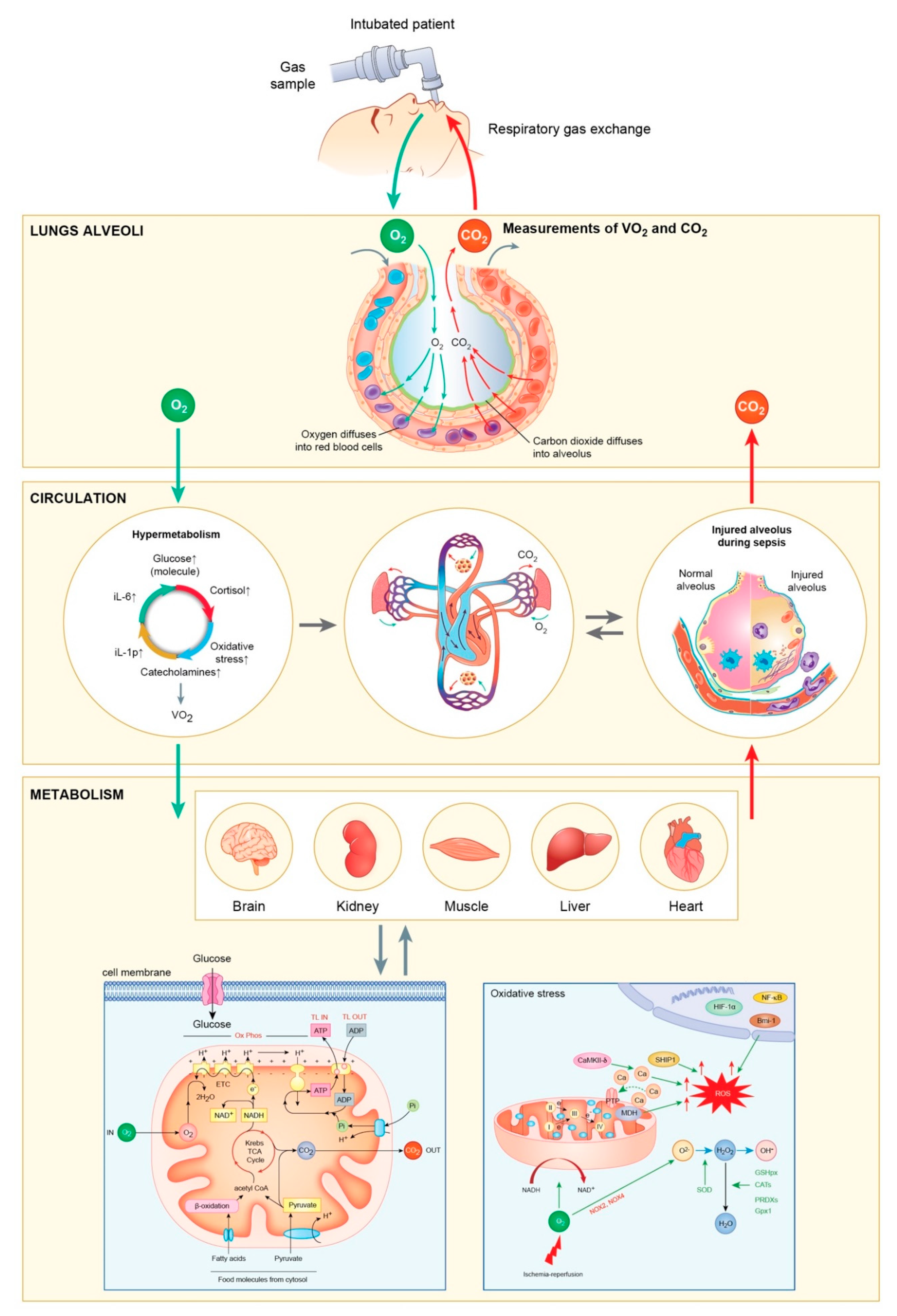 Diagnostics 09 00171 g001