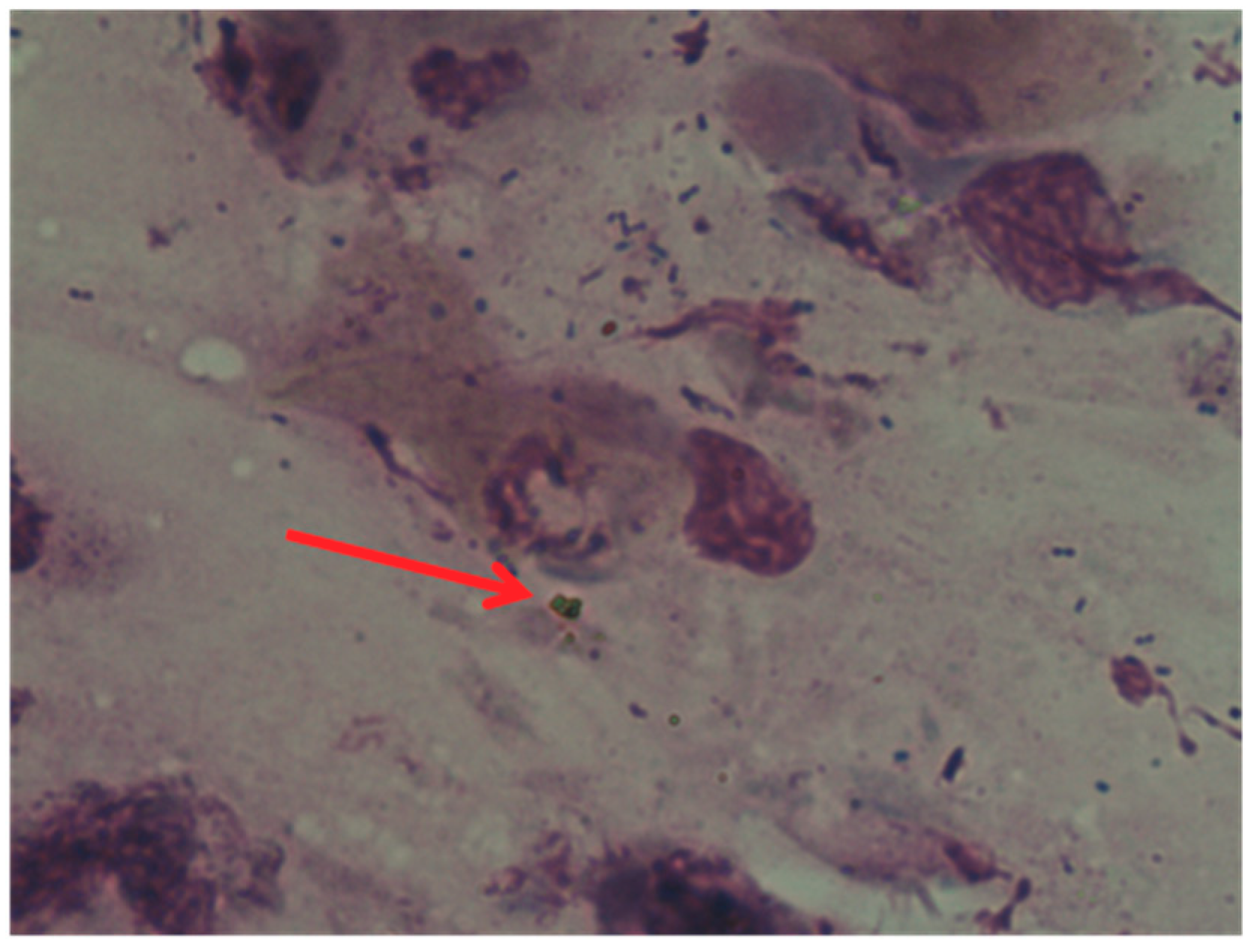 Diagnostics 09 00174 g002 Diagnostics 09 00174 g002