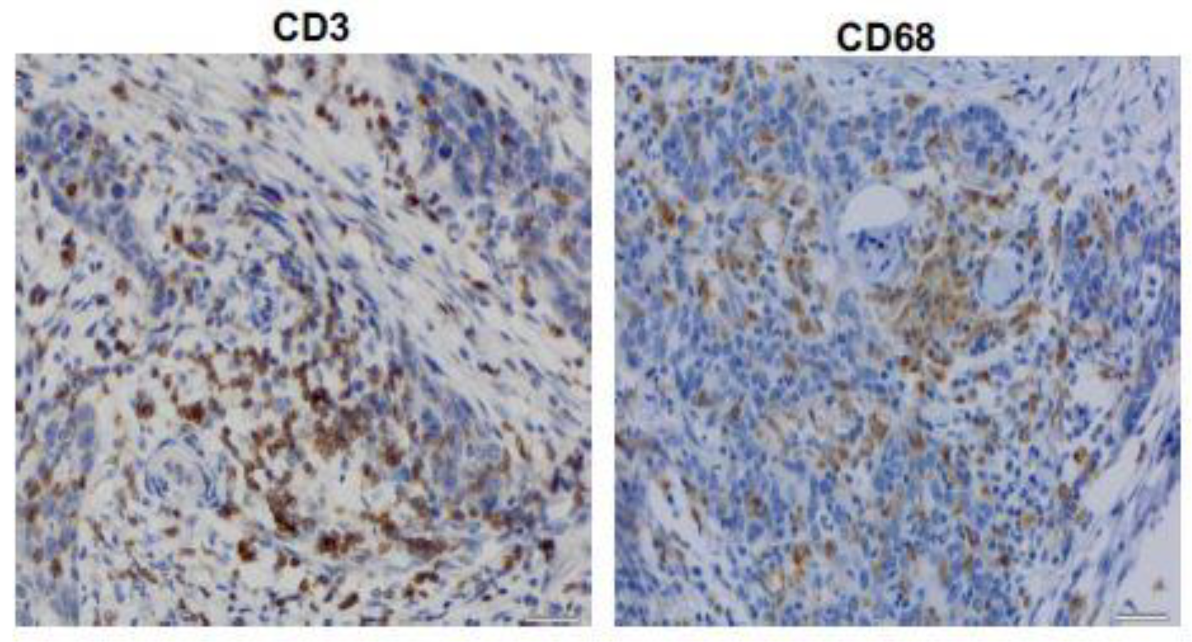 Diagnostics 10 00014 g002 Diagnostics 10 00014 g002