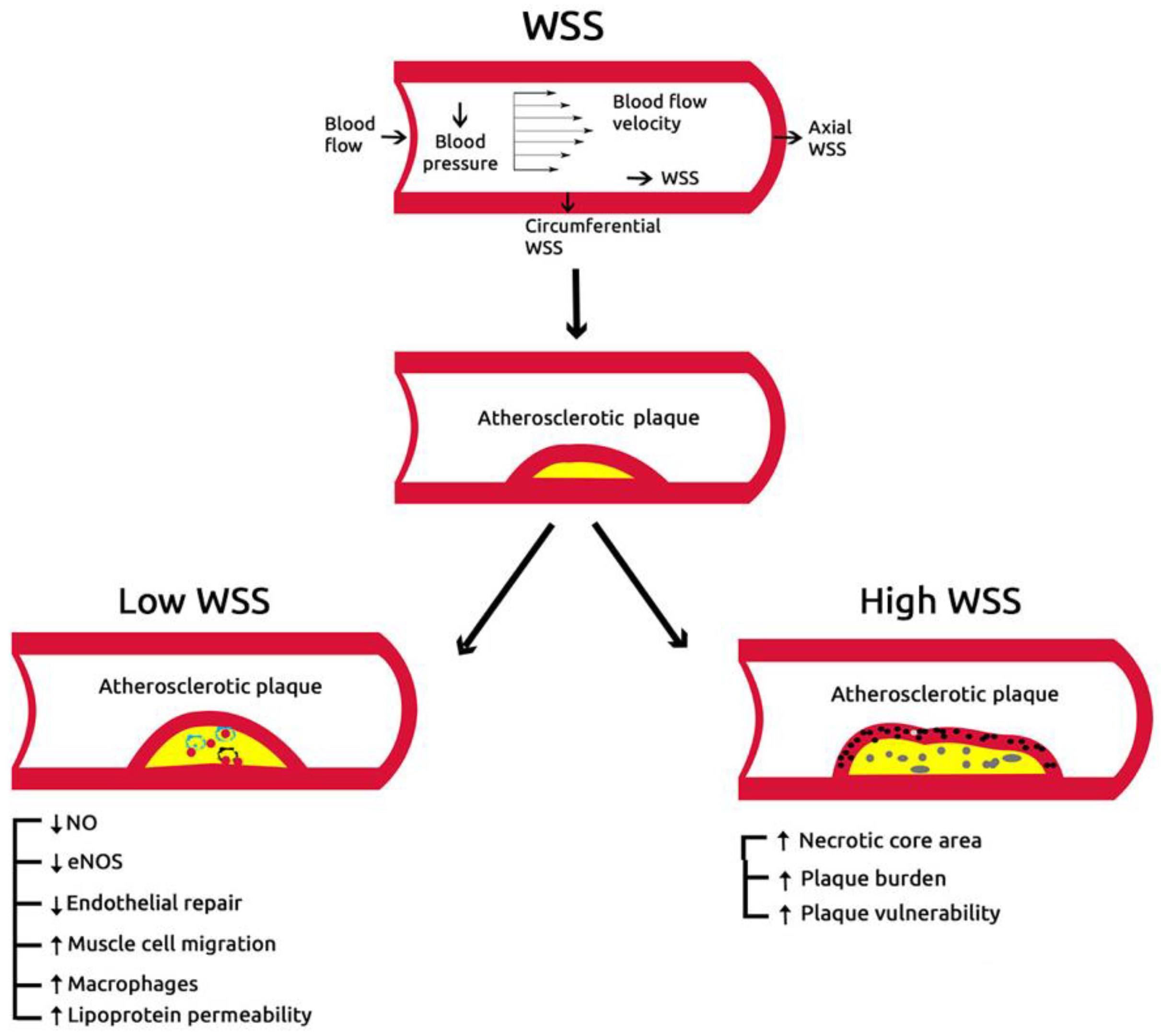 Diagnostics 10 00091 g004 Diagnostics 10 00091 g004
