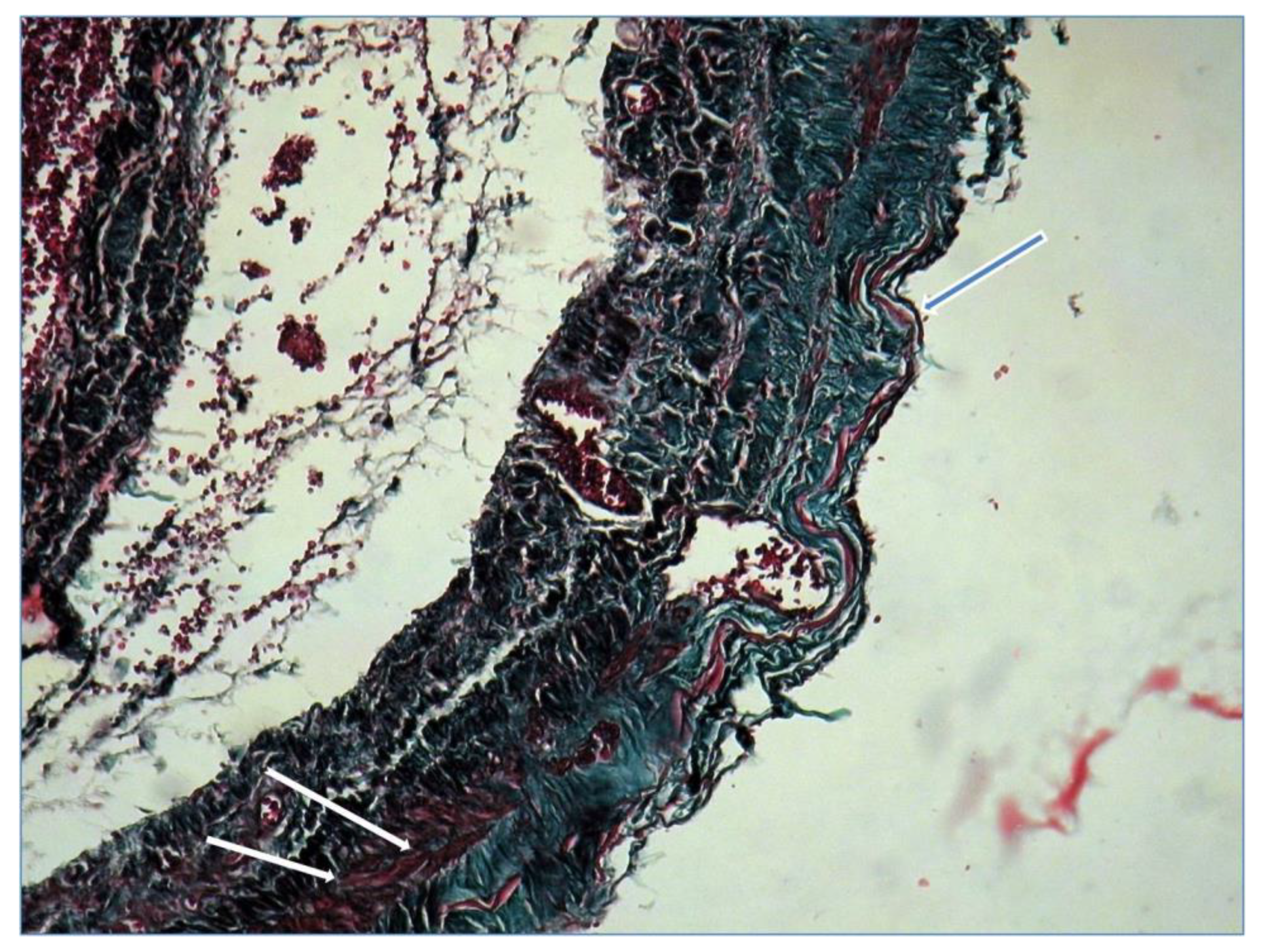 Diagnostics 10 00096 g005