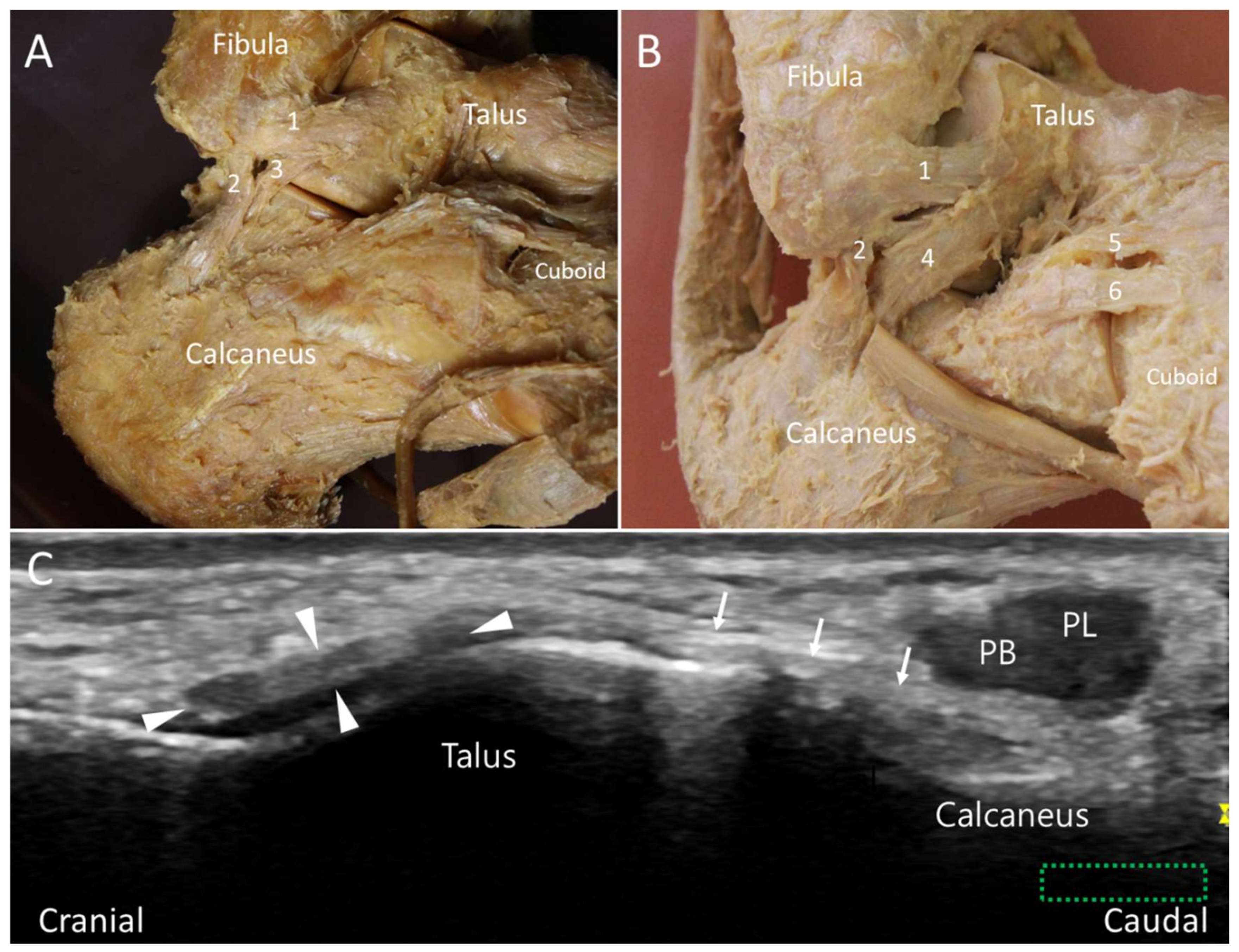 Diagnostics 10 00160 g006 Diagnostics 10 00160 g006