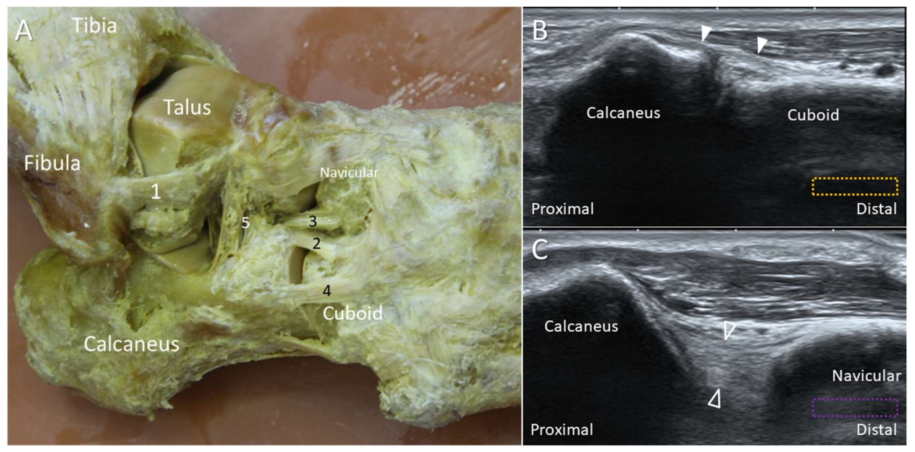Diagnostics 10 00160 g007 Diagnostics 10 00160 g007