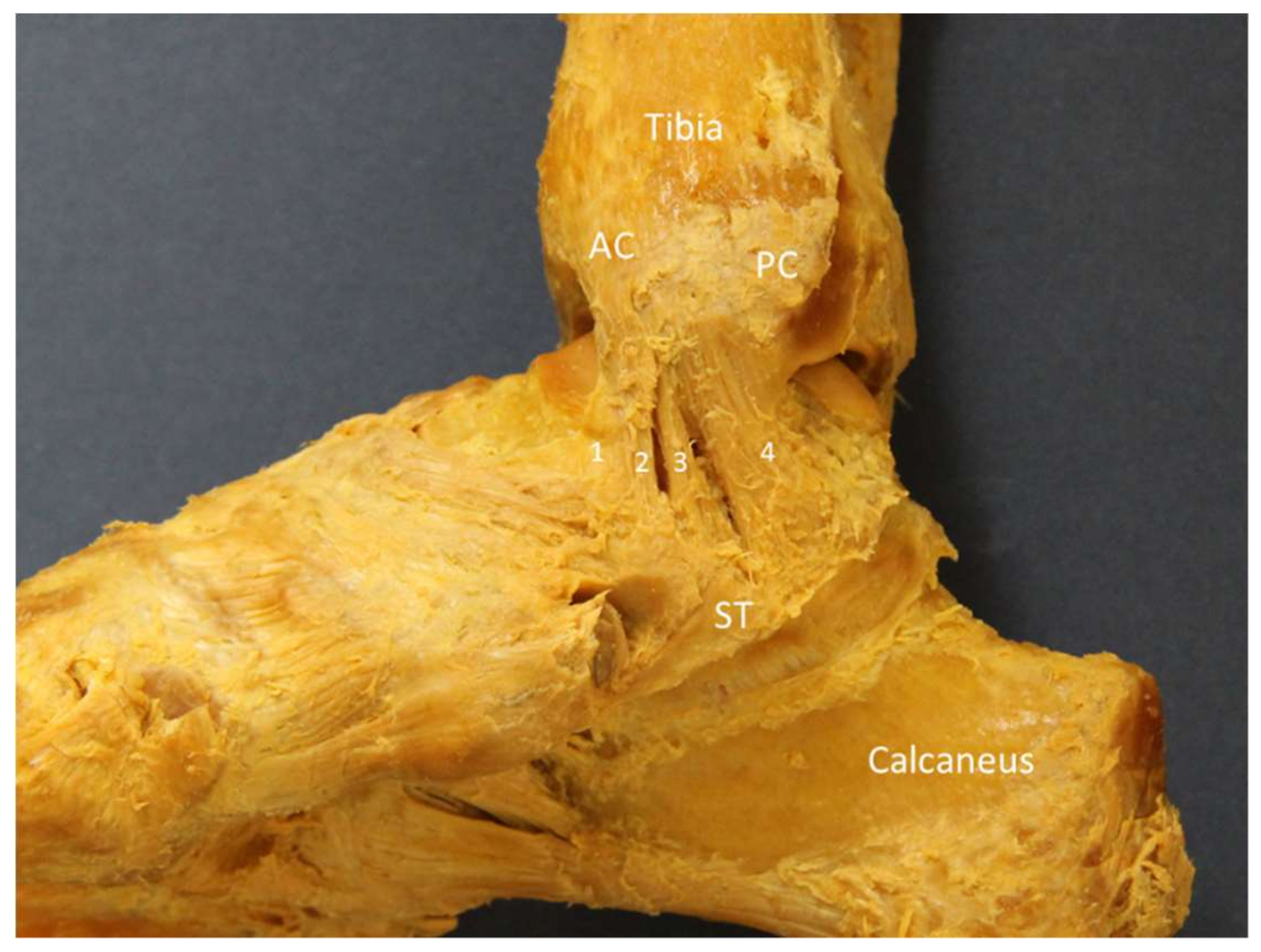 Diagnostics 10 00160 g008 Diagnostics 10 00160 g008