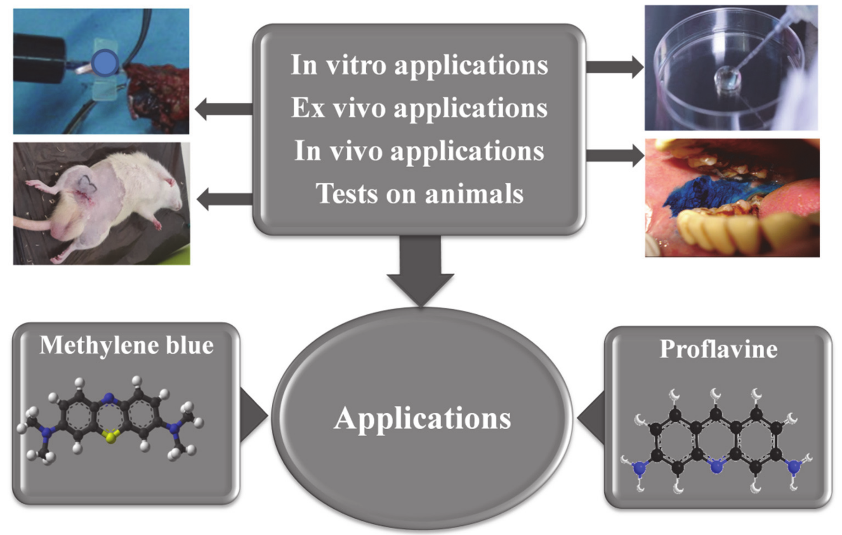 In vitro и in vivo. Исследования in vivo и in vitro. In vivo и in vitro что это такое. In vivo химия. Methylene Blue structure.