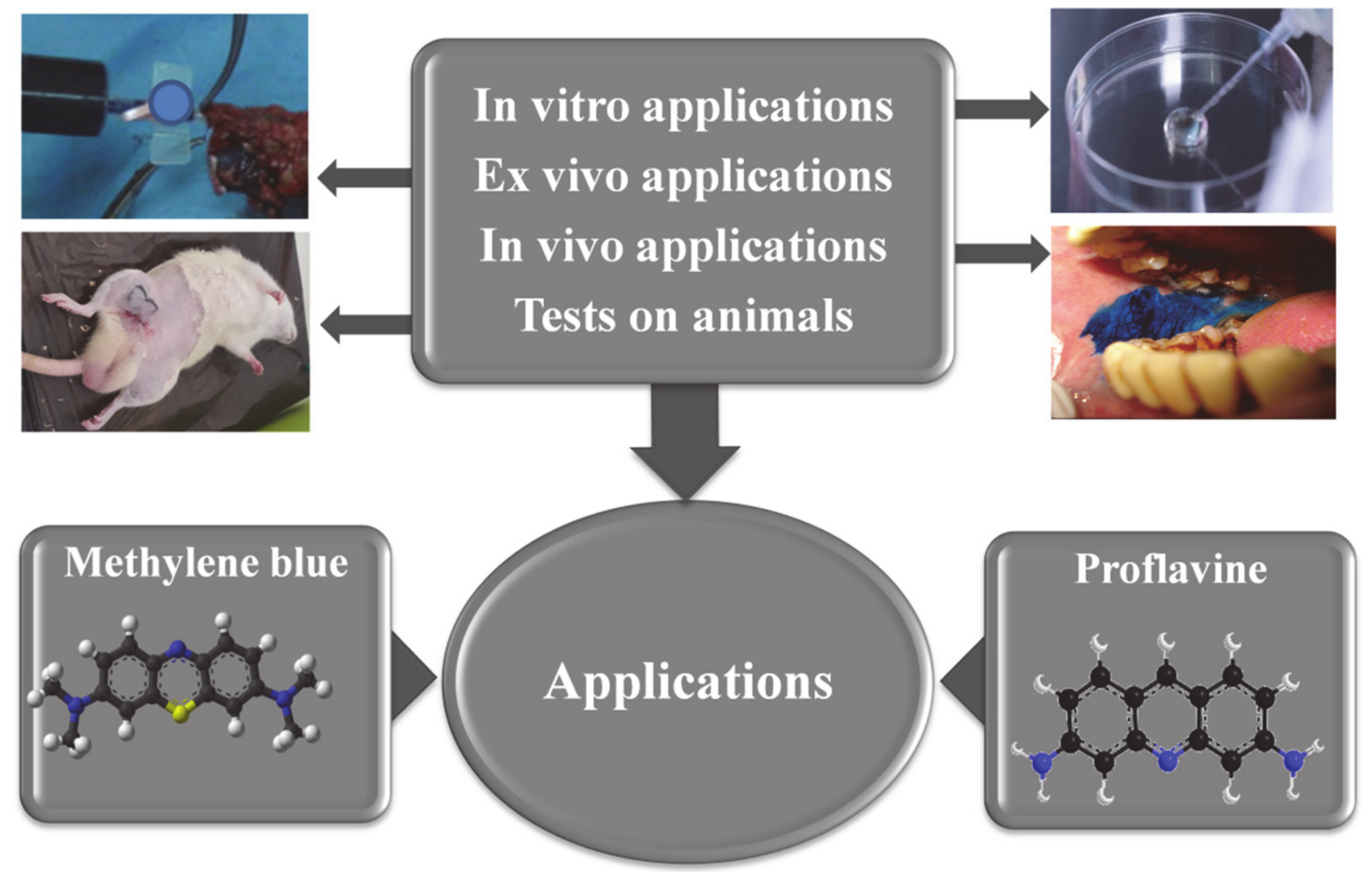 In vitro и in vivo