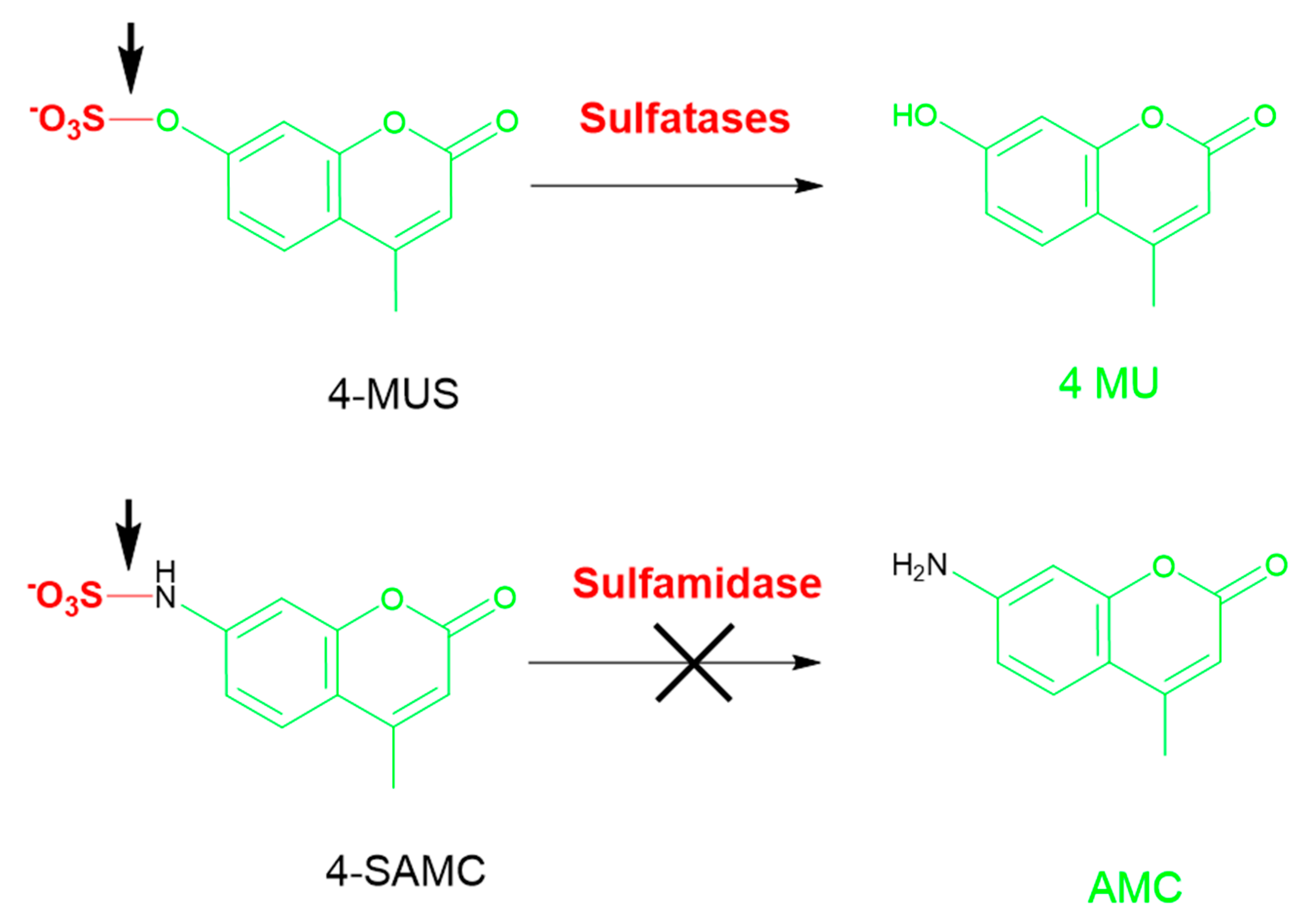 Diagnostics 10 00294 g007 Diagnostics 10 00294 g007