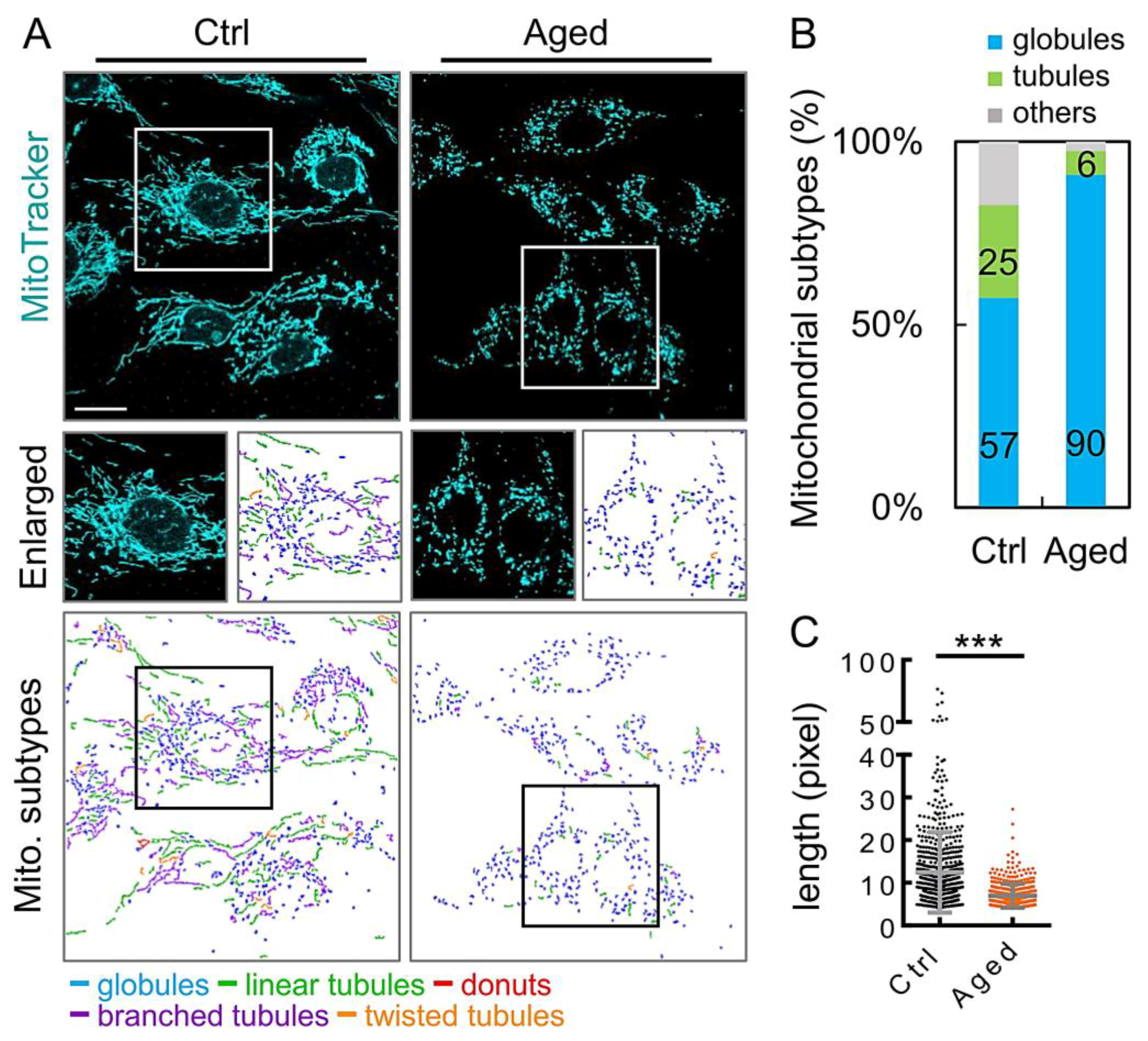 Diagnostics 10 00295 g004 Diagnostics 10 00295 g004