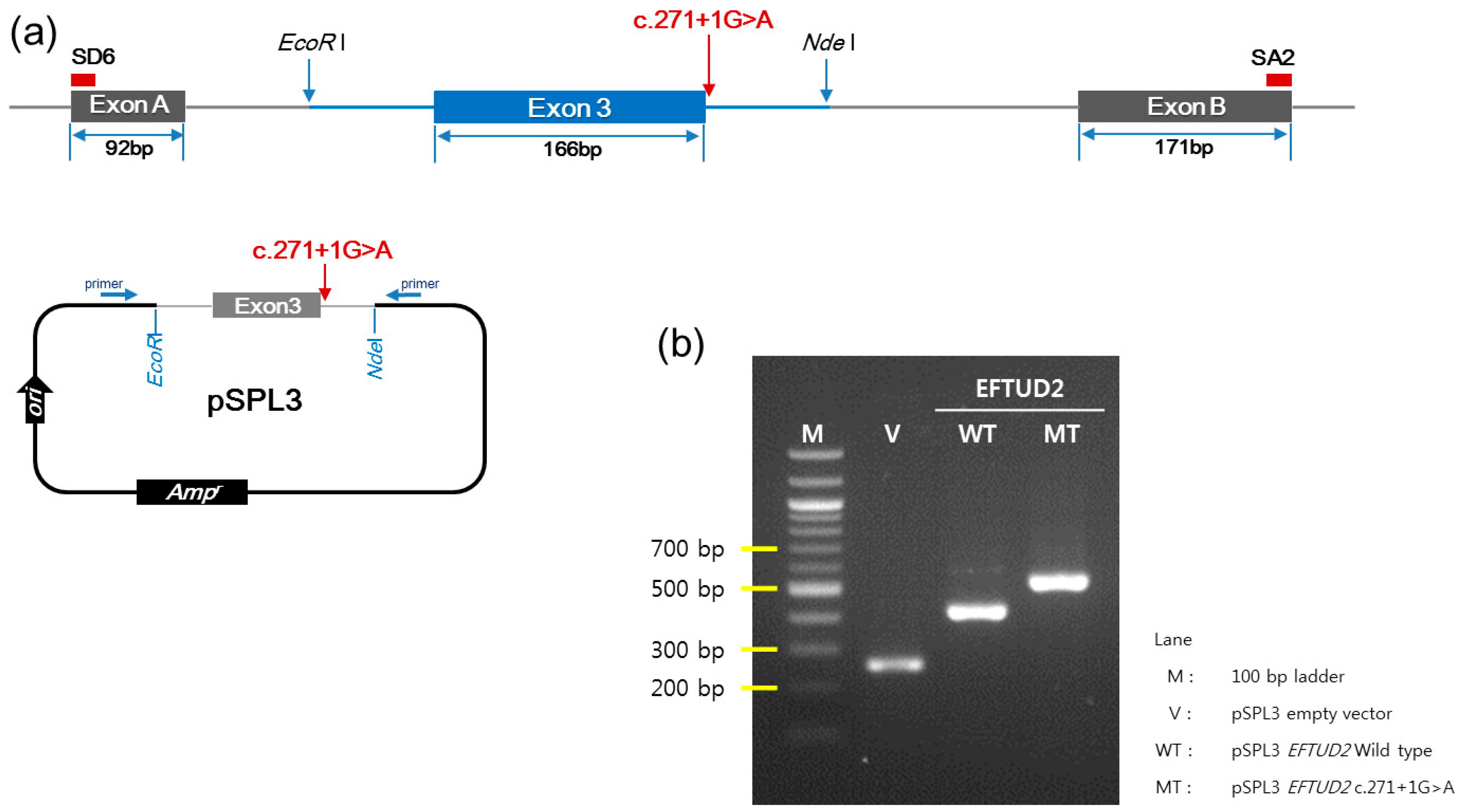 Diagnostics 10 00296 g004 Diagnostics 10 00296 g004