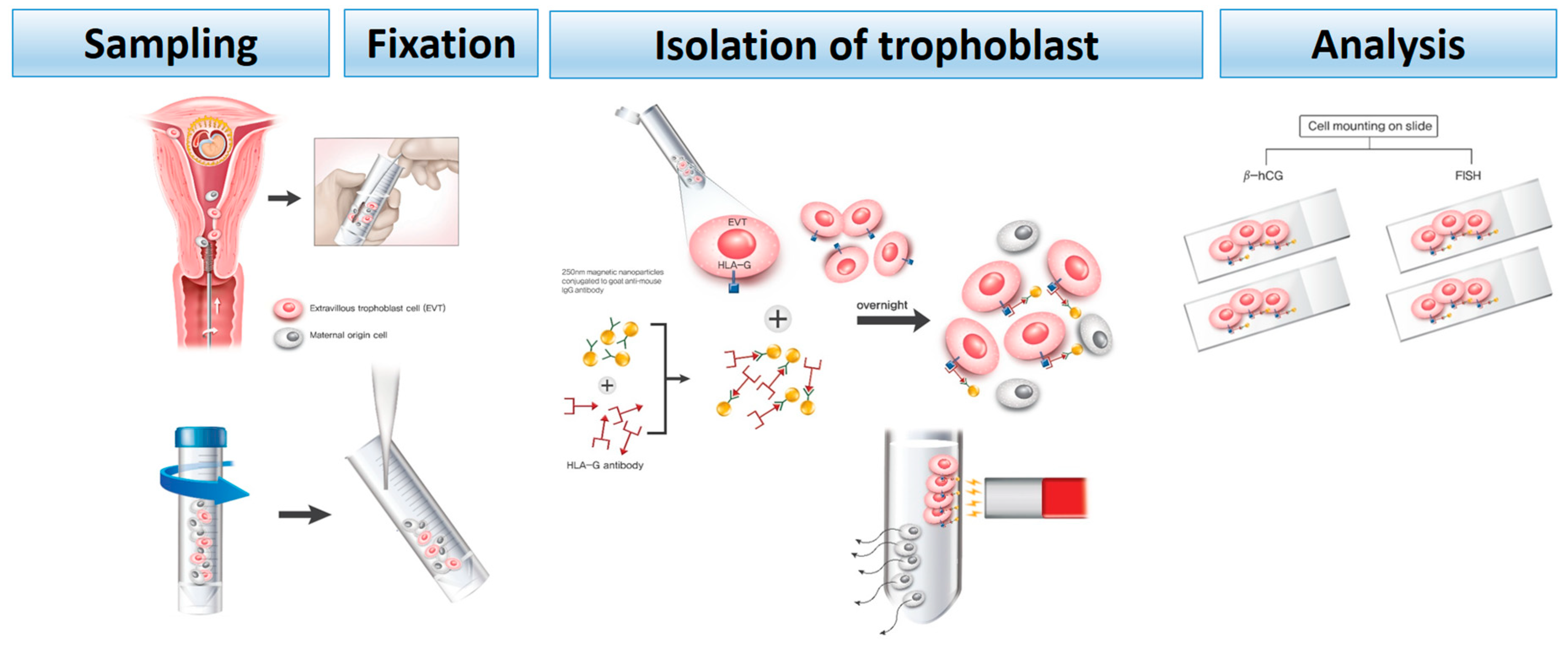 cell fixation protocol formaldehyde