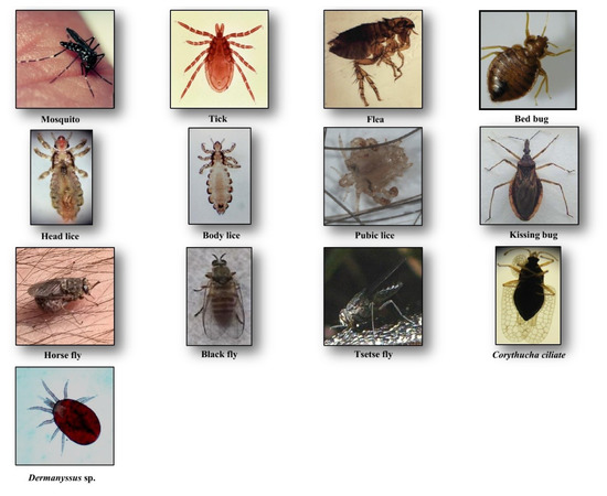 Biting insects on sale