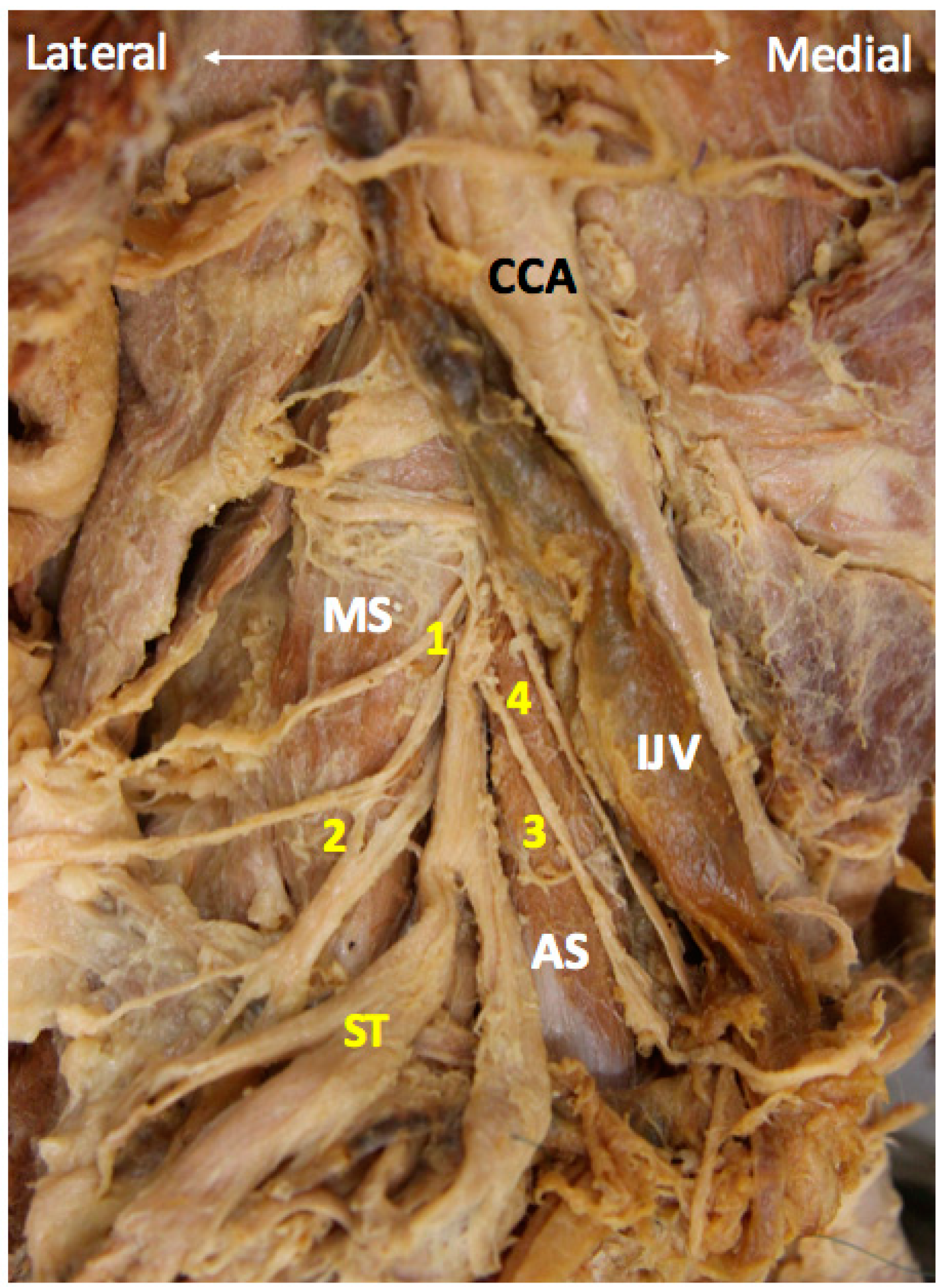 Diagnostics 10 00324 g008 Diagnostics 10 00324 g008