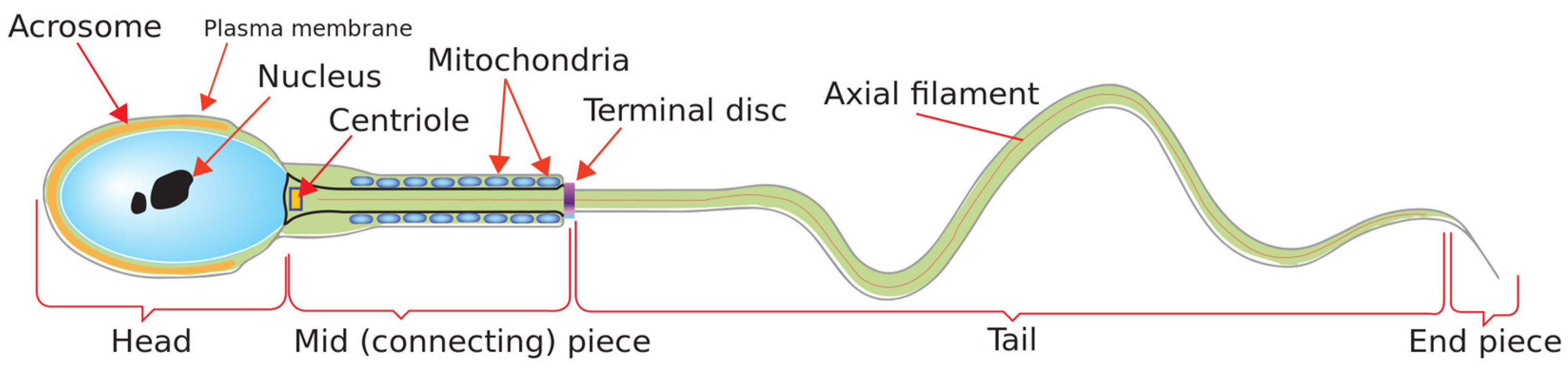 Diagnostics Free FullText Deep LearningBased Morphological