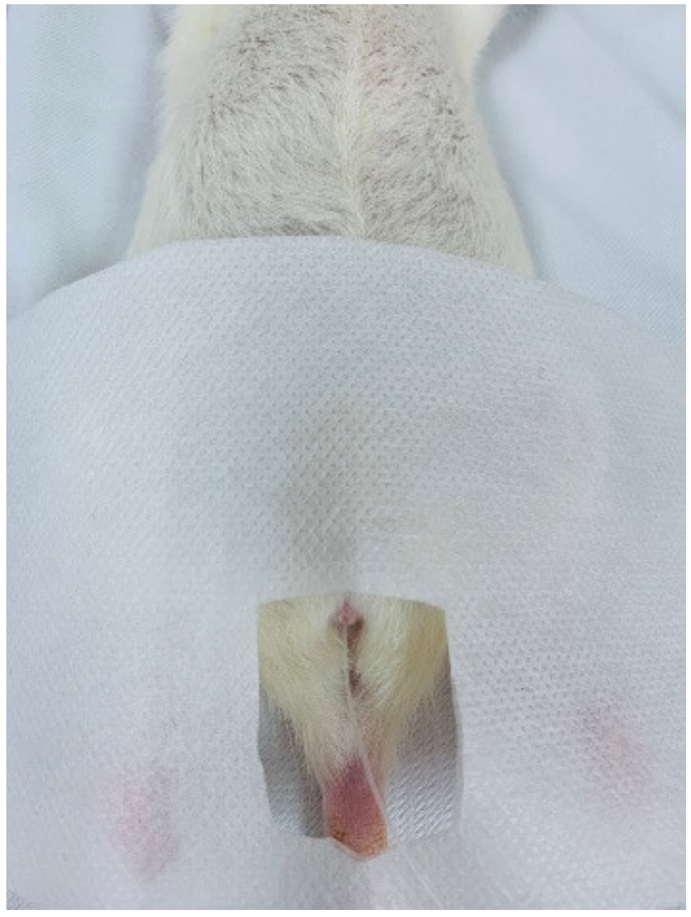 Diagnostics 10 00381 g001