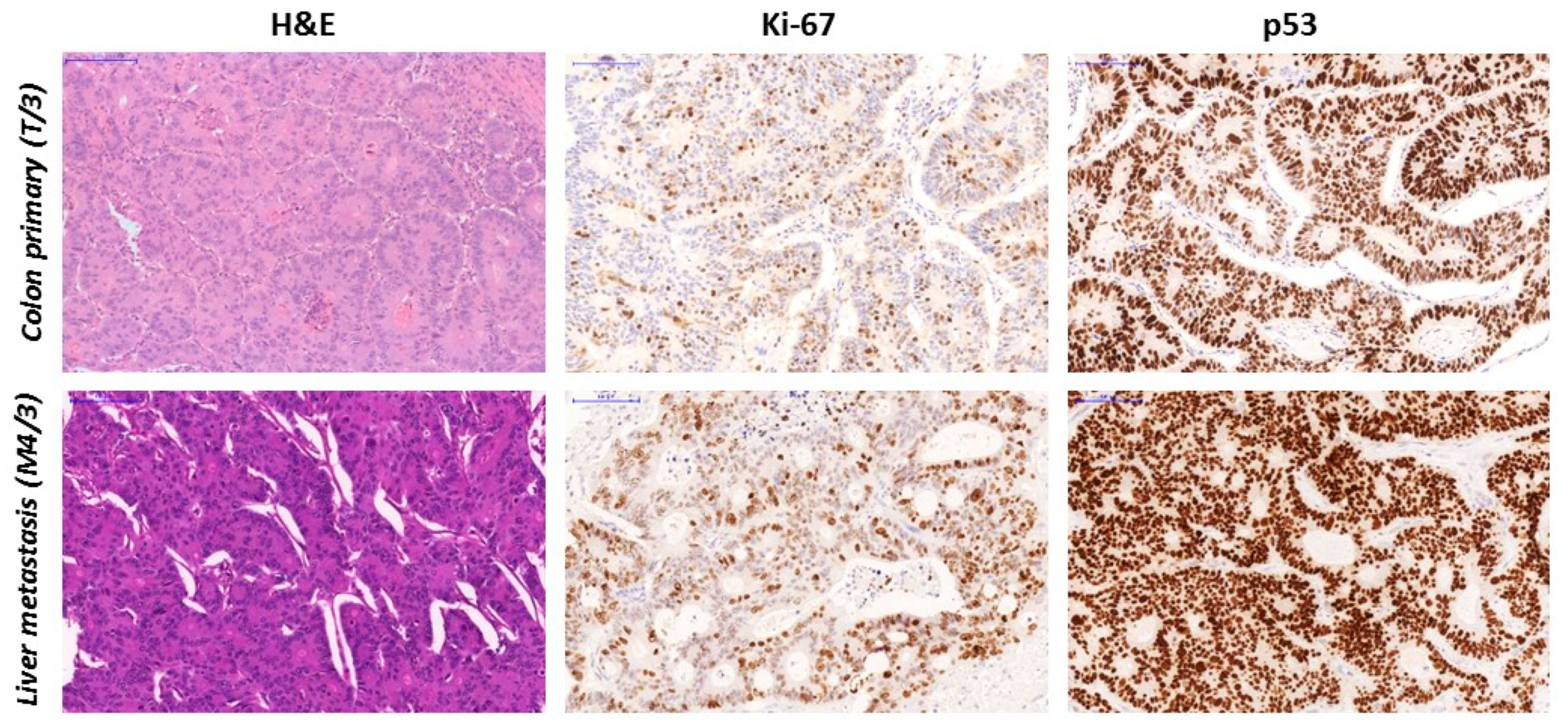 Diagnostics 10 00407 g004