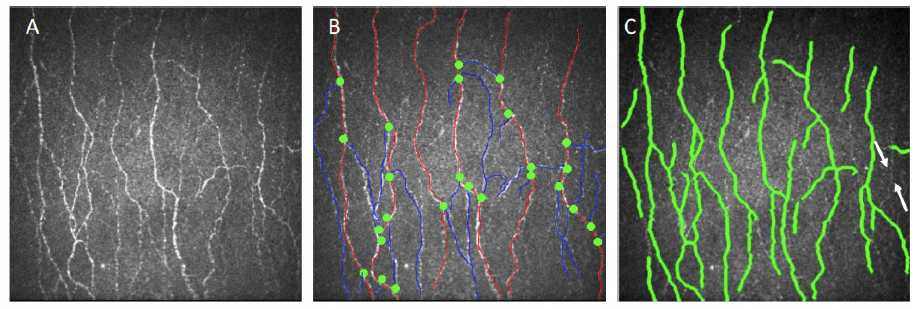 Diagnostics 10 00493 g001