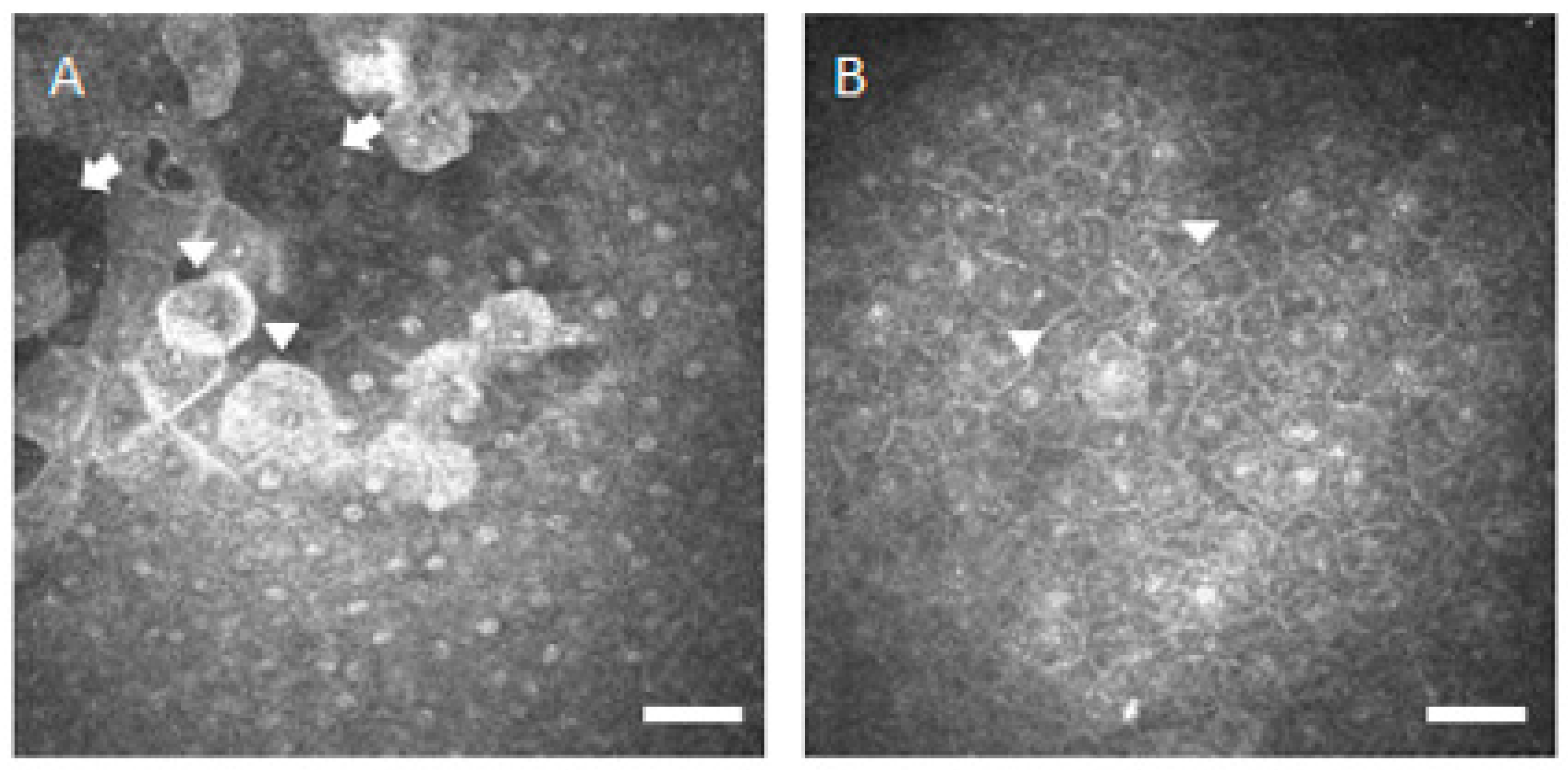 Diagnostics 10 00497 g001 Diagnostics 10 00497 g001