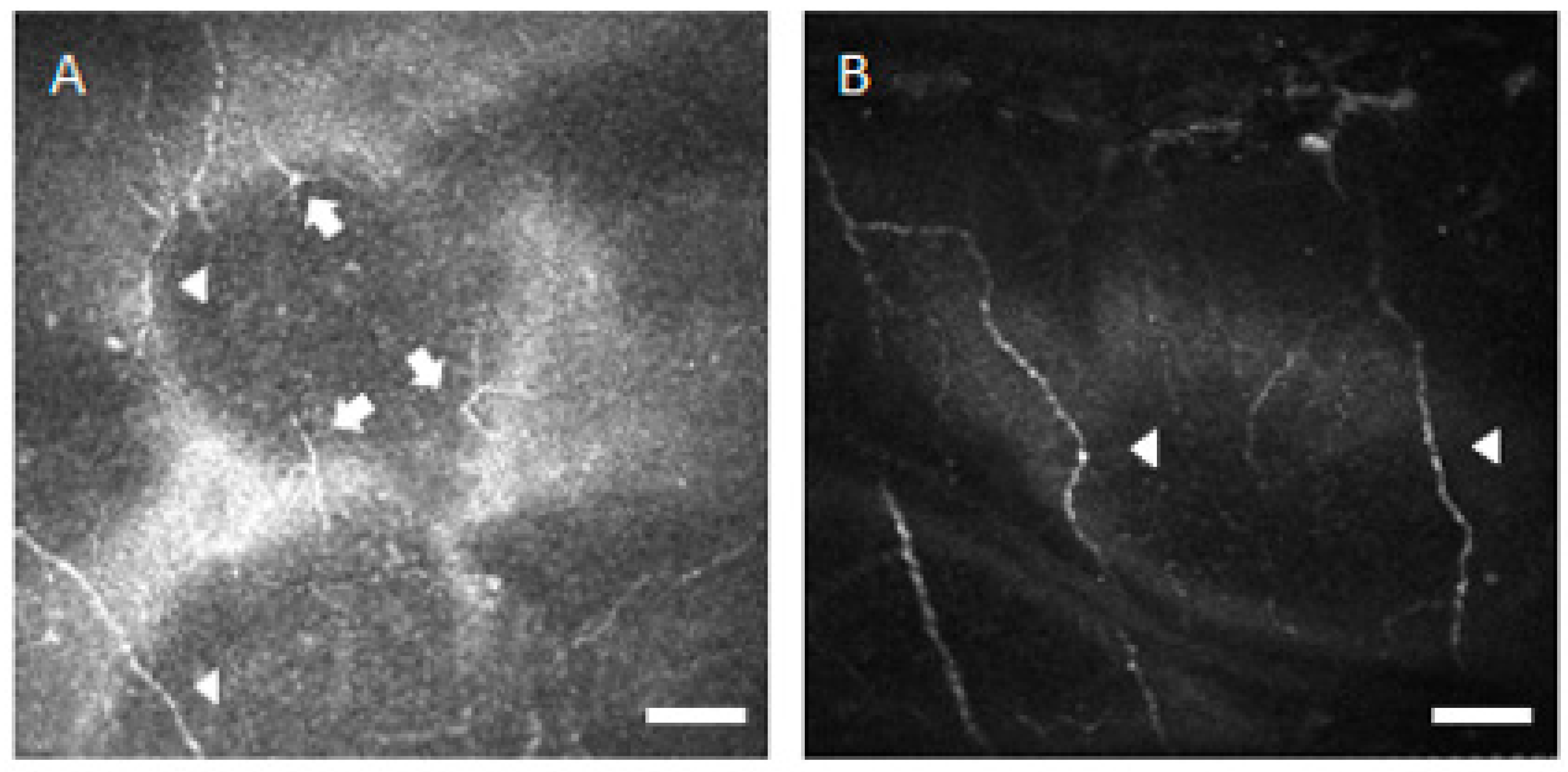 Diagnostics 10 00497 g002 Diagnostics 10 00497 g002