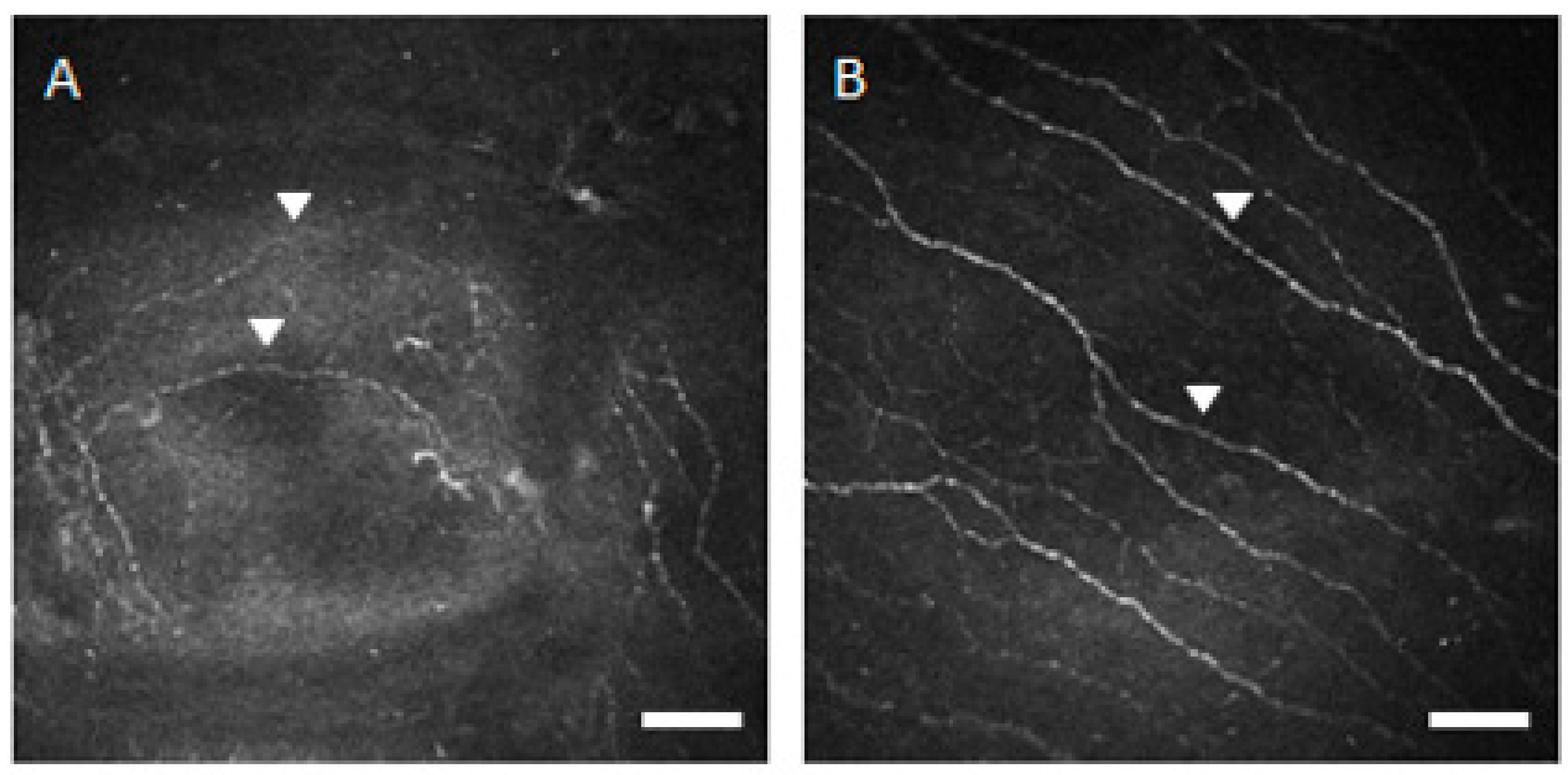 Diagnostics 10 00497 g003 Diagnostics 10 00497 g003