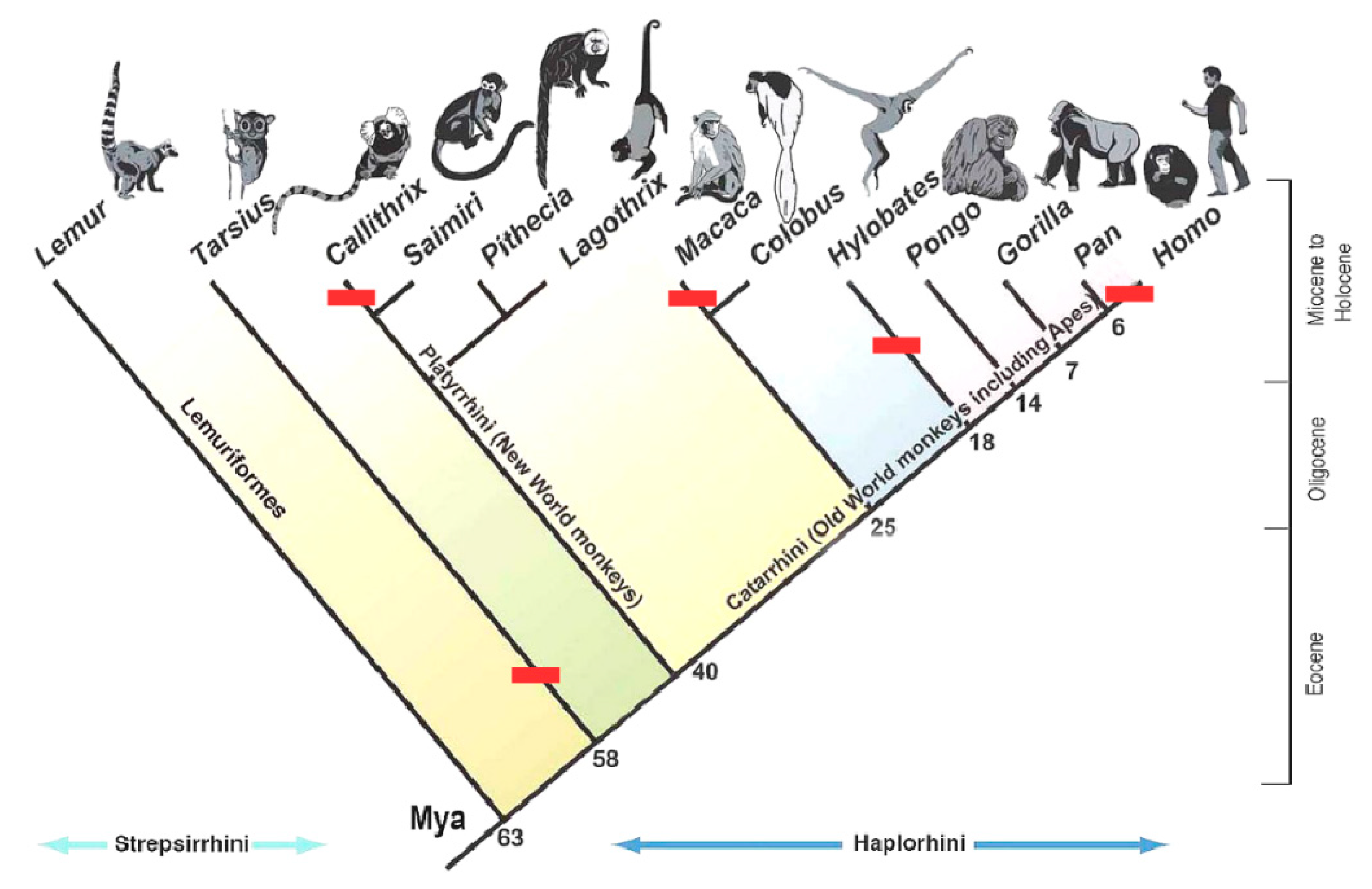 Diagnostics 10 00508 g004