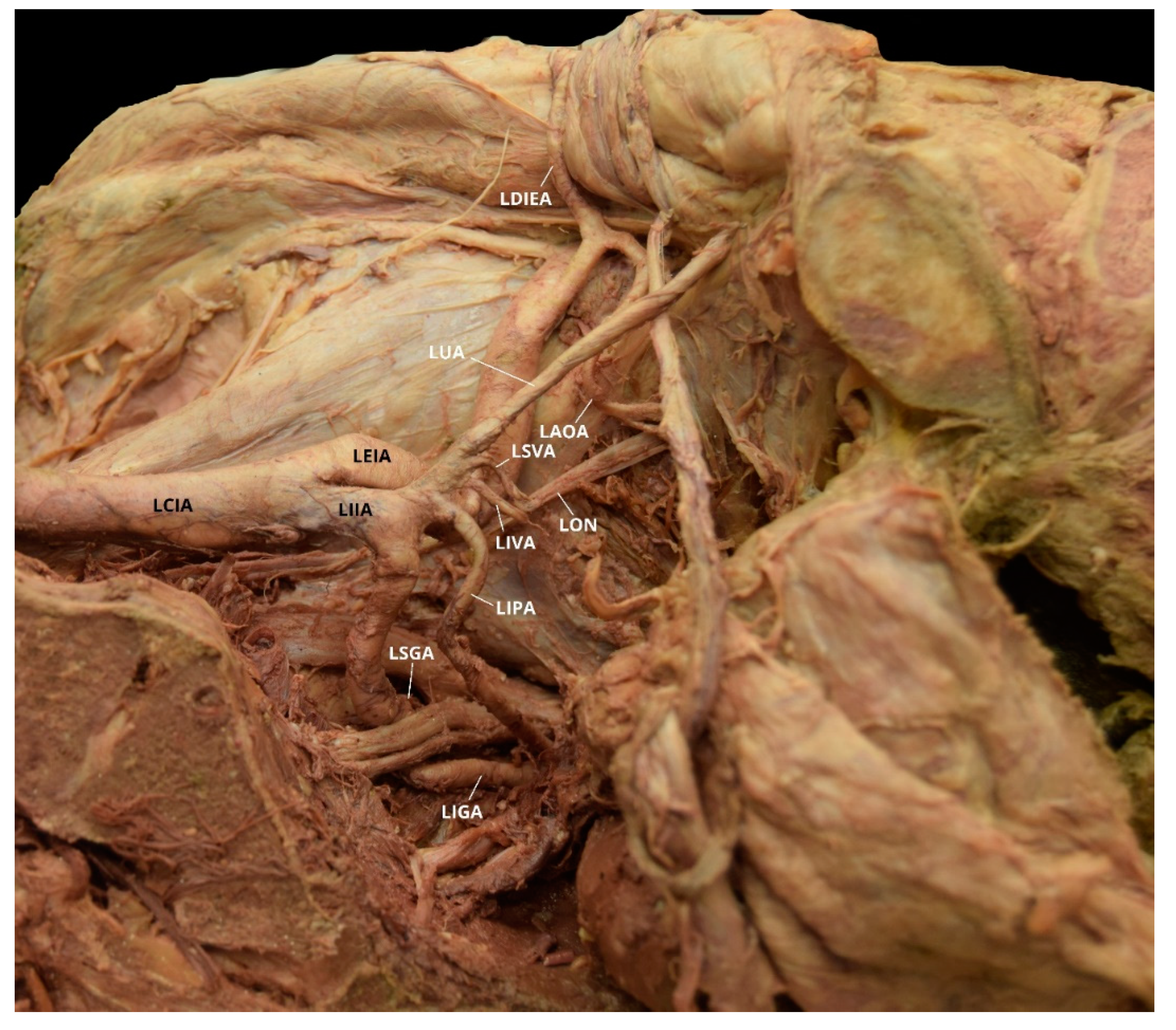 Diagnostics 10 00546 g003