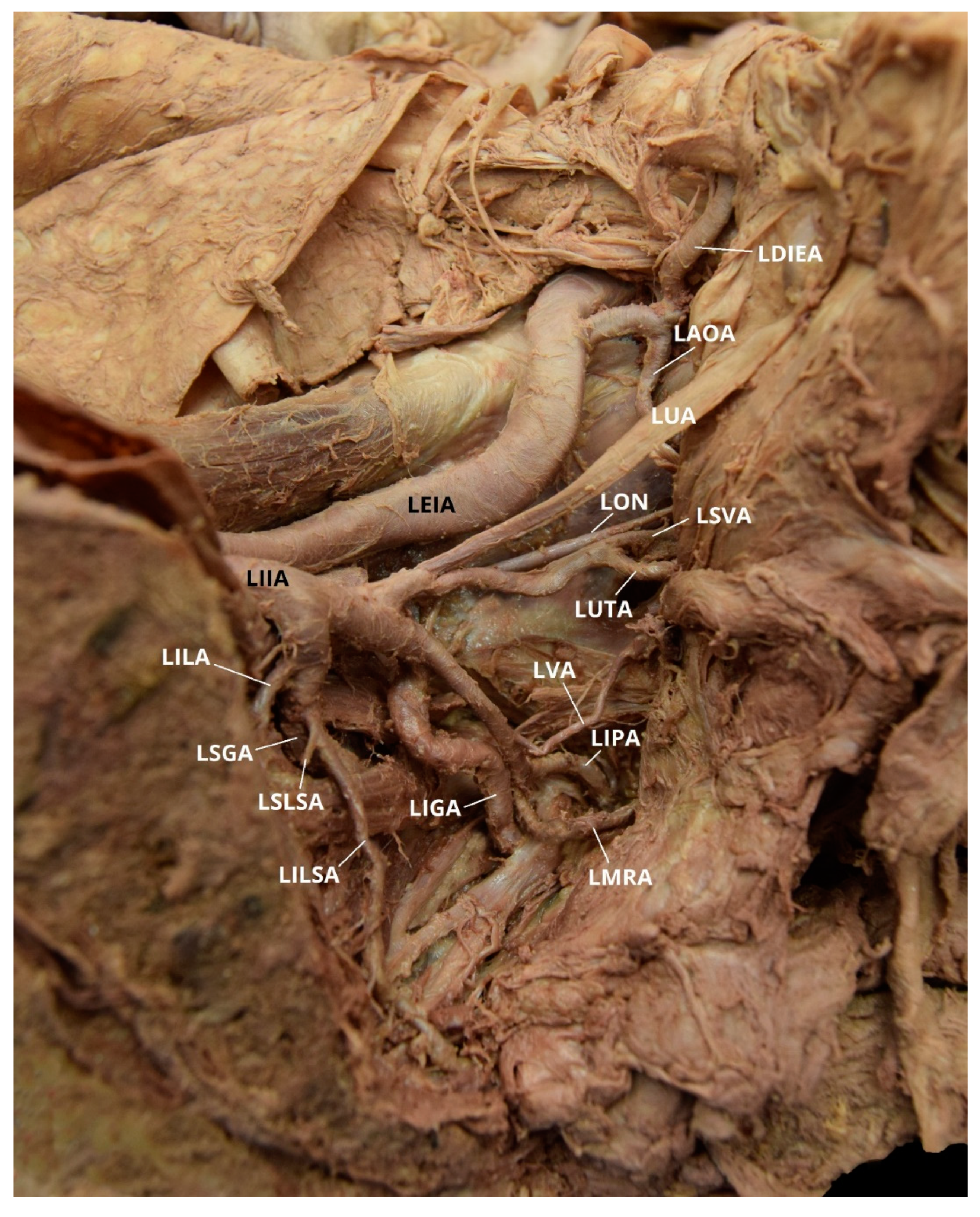 Diagnostics 10 00546 g005