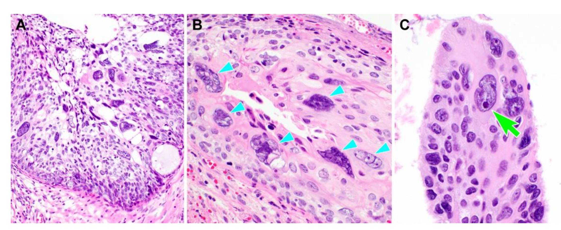 Diagnostics 10 00595 g002 Diagnostics 10 00595 g002