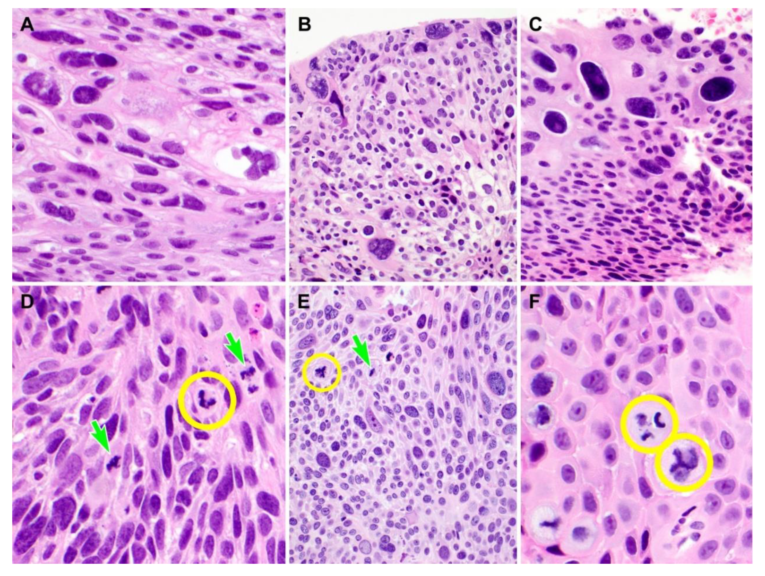 Diagnostics 10 00595 g004 Diagnostics 10 00595 g004