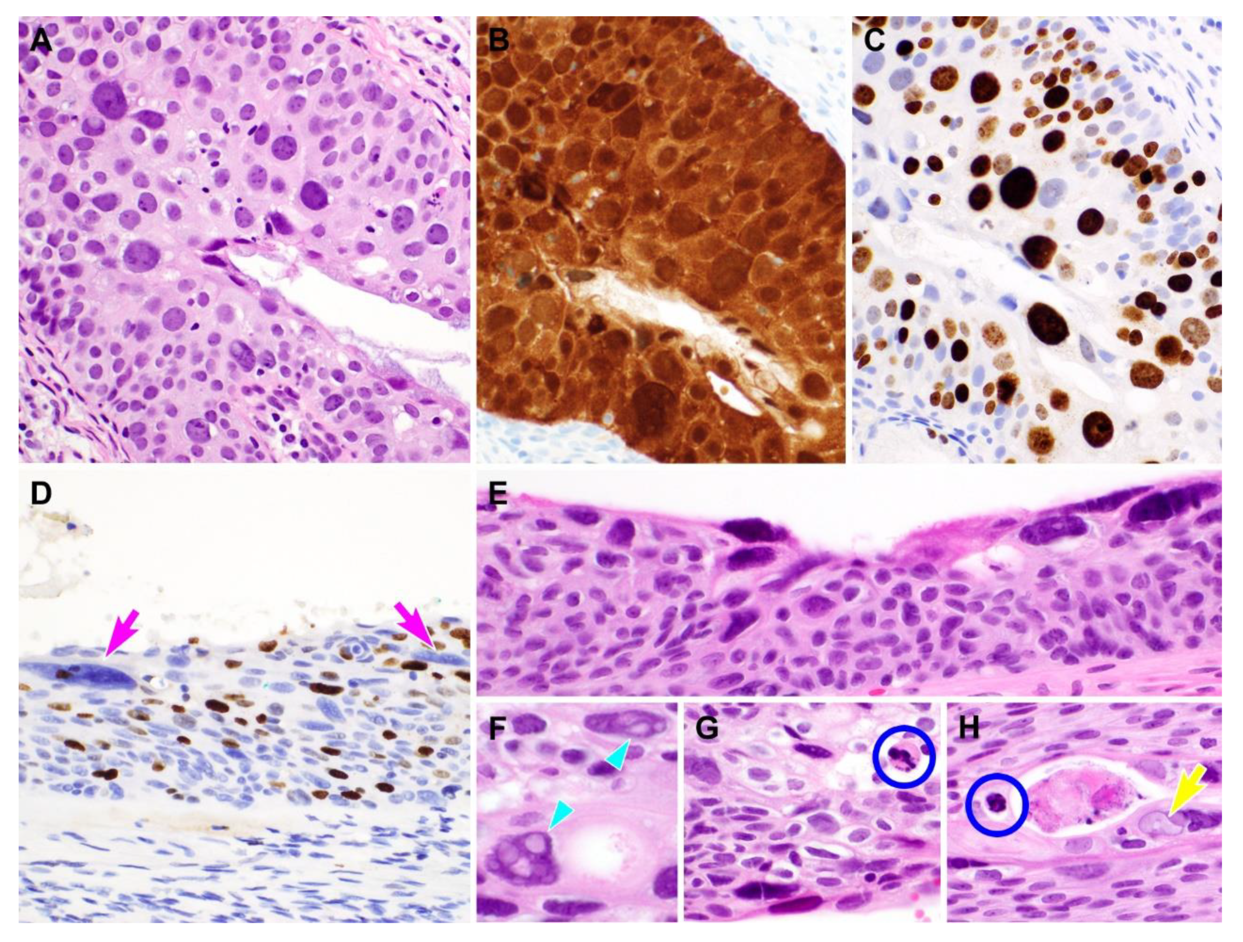 Diagnostics 10 00595 g006 Diagnostics 10 00595 g006