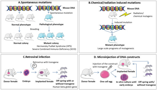 Diagnostics Free Full Text Spontaneous And Induced Animal Models For Cancer Research Html