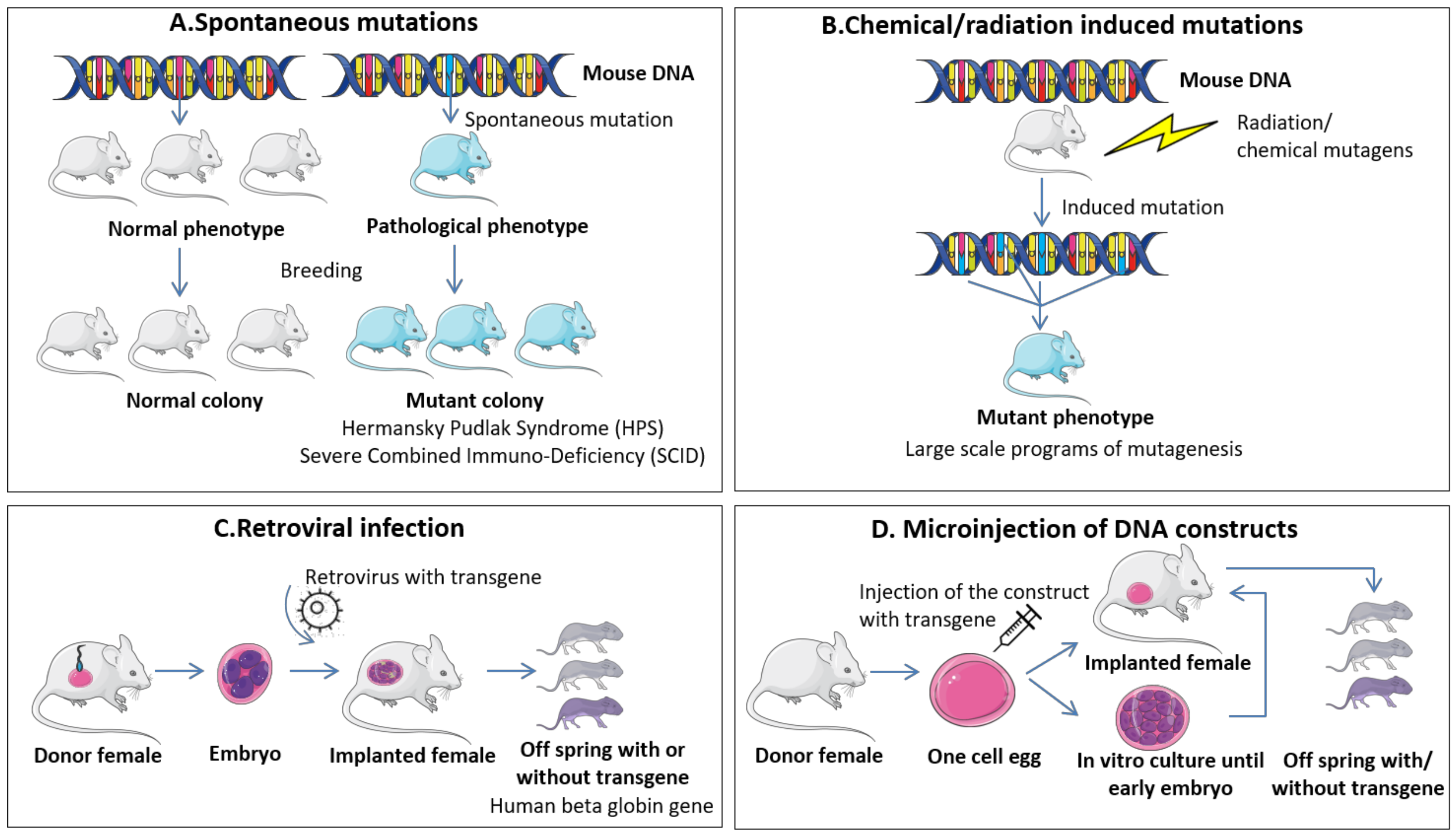 Diagnostics Free Full-Text Spontaneous and Induced Animal Models for Cancer Research pic image