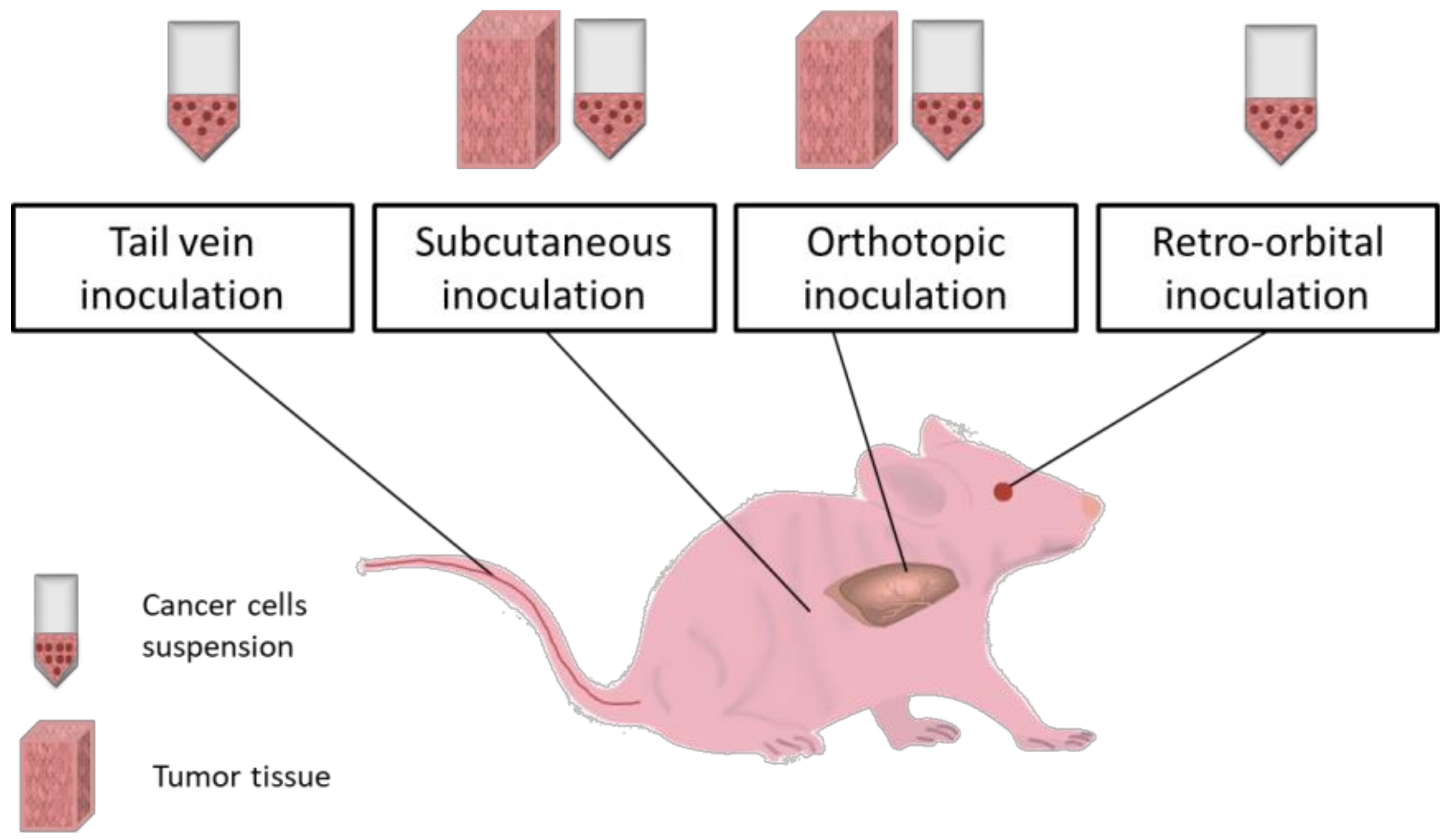 cancer research on animal models