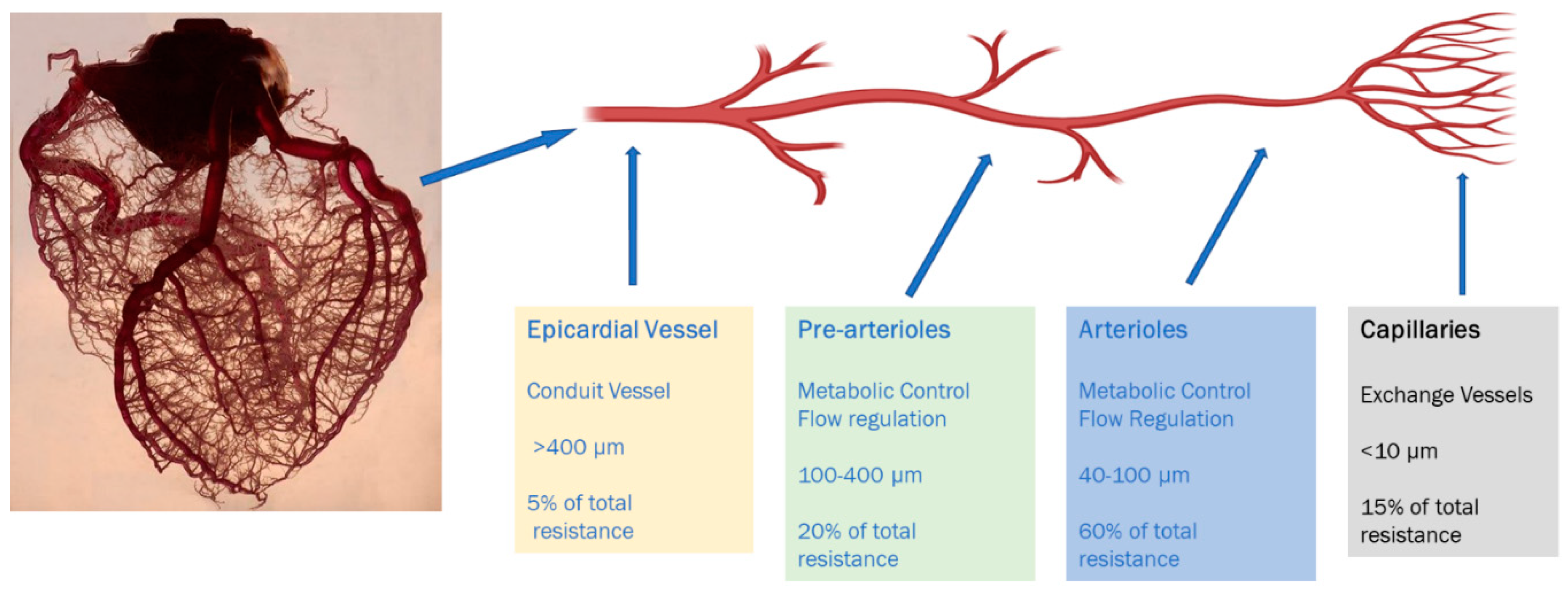heart artery blood flow imaging