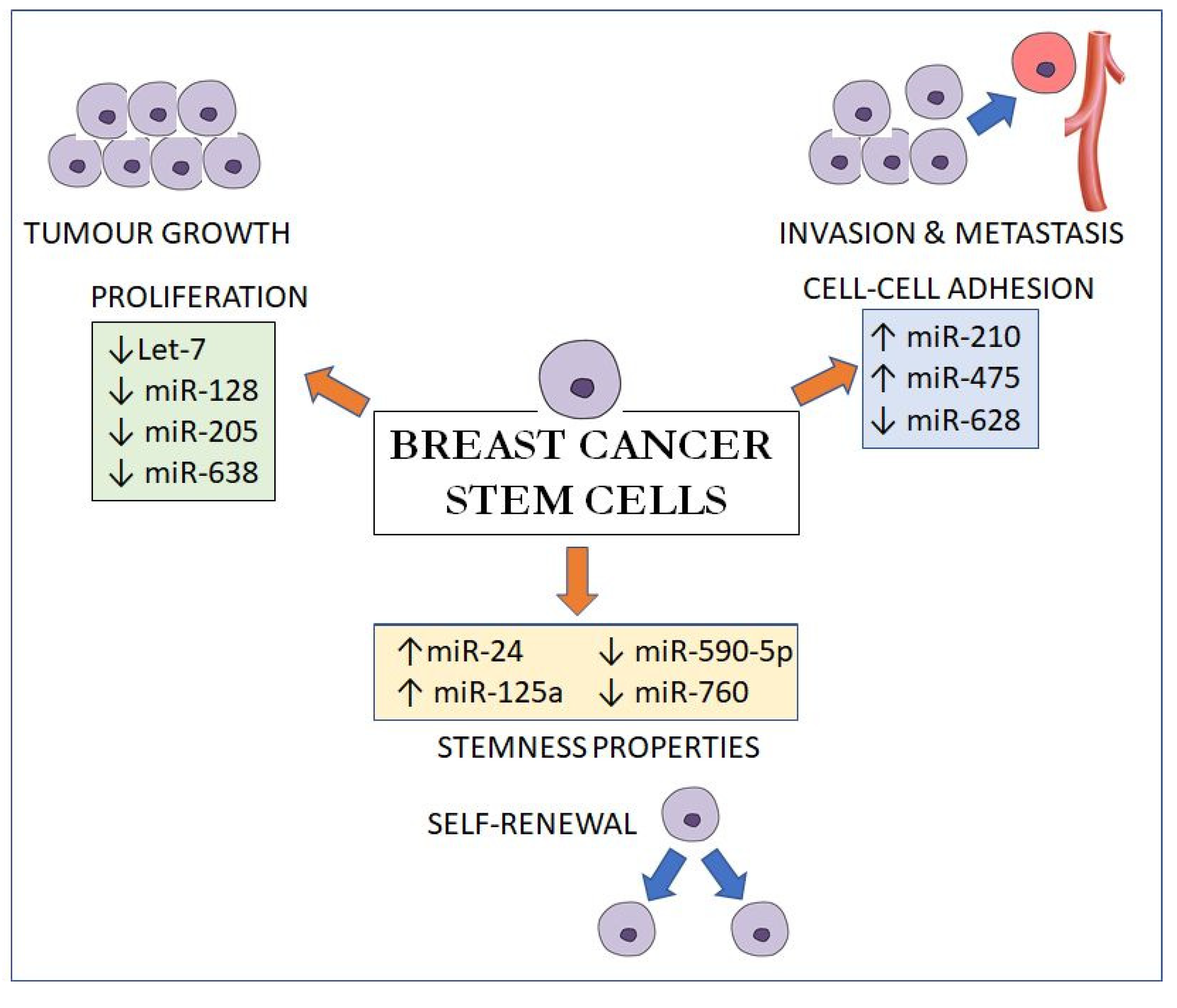 Diagnostics Free Full Text The Role Of Breast Cancer Stem Cell