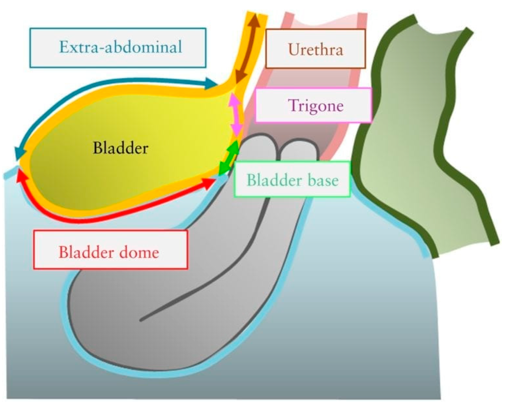 bladder base anatomy