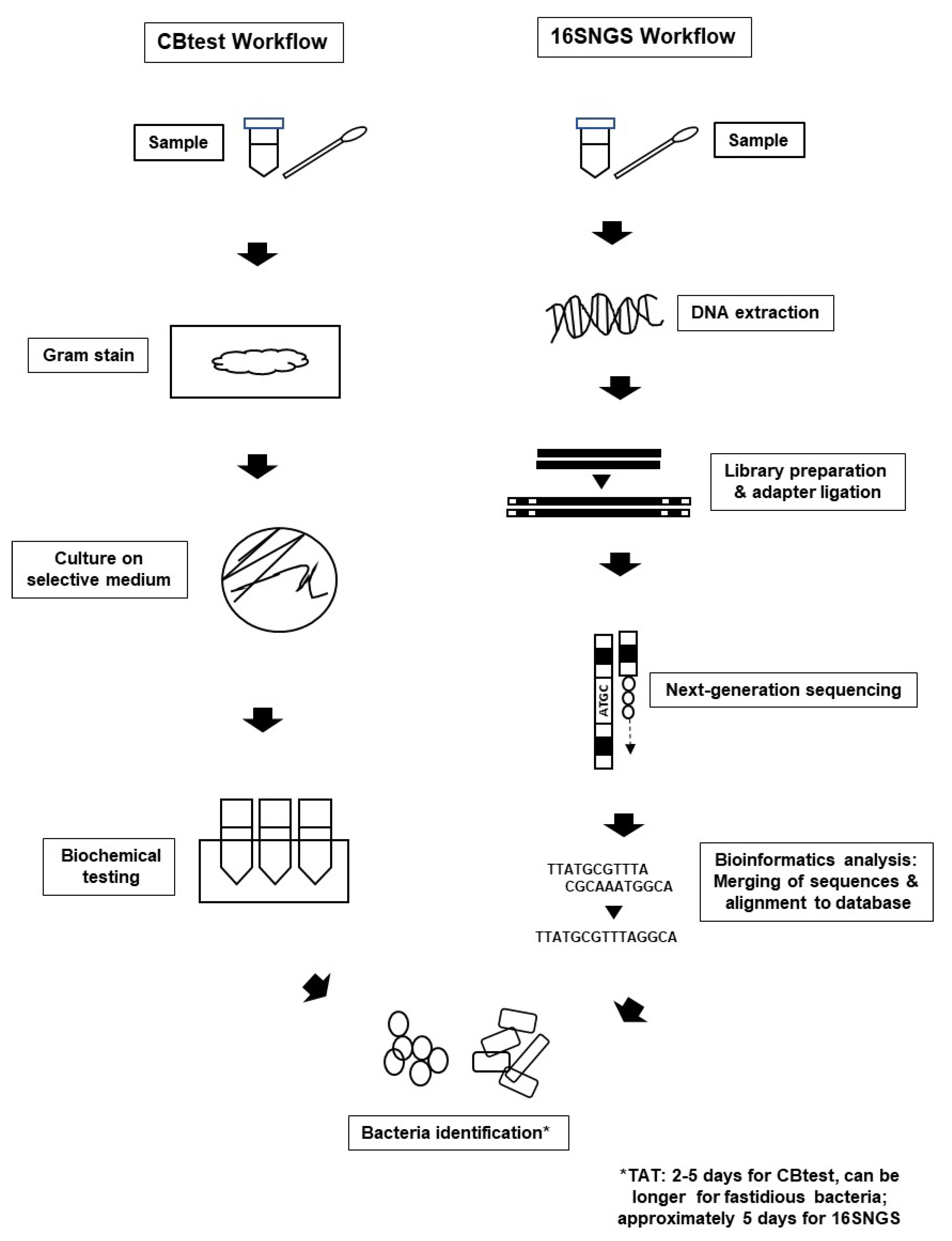 virtual unknown microbiology lab answers