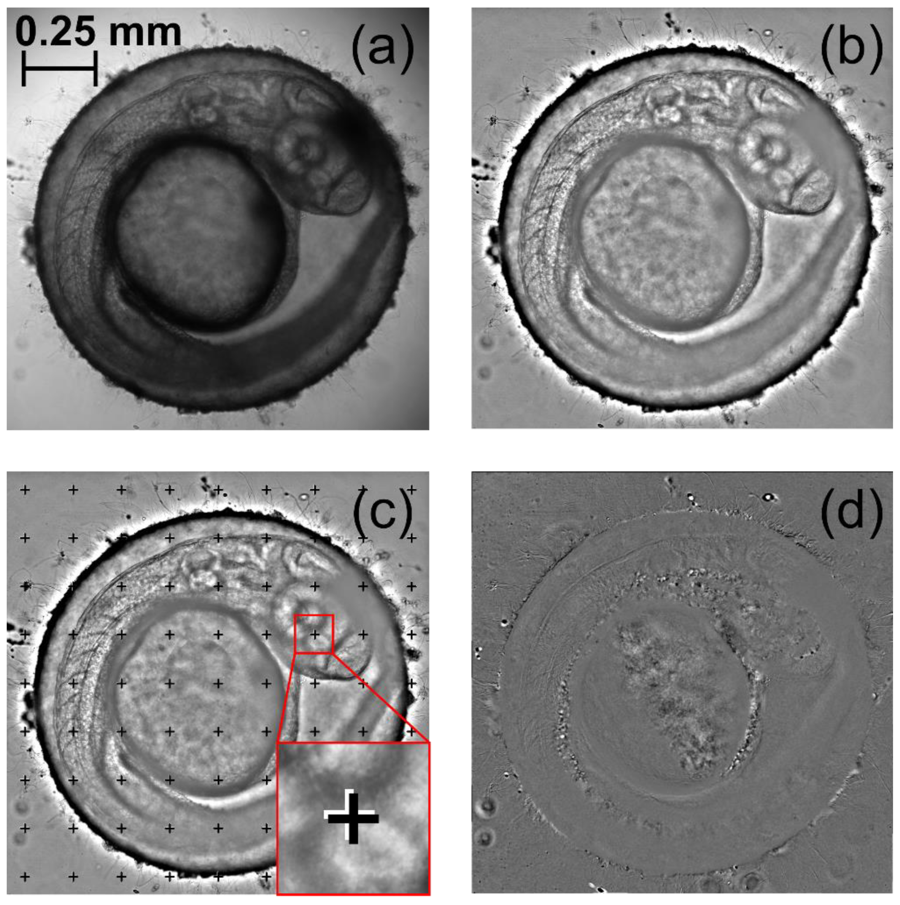 Diagnostics 10 00886 g003