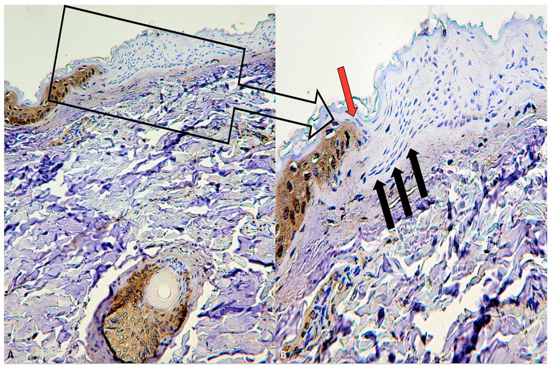 Diagnostics 10 00938 g003