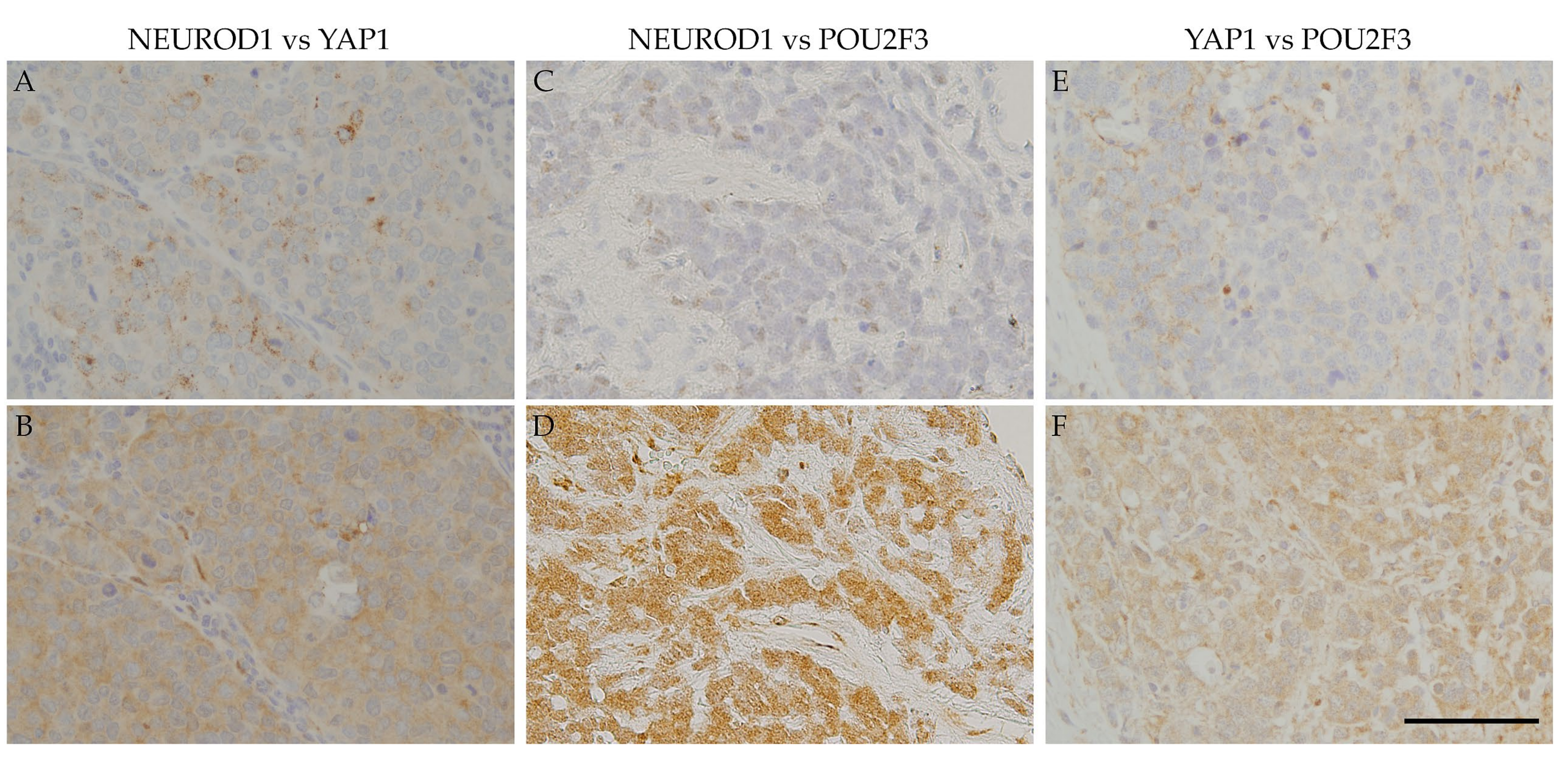 Diagnostics 10 00949 g003