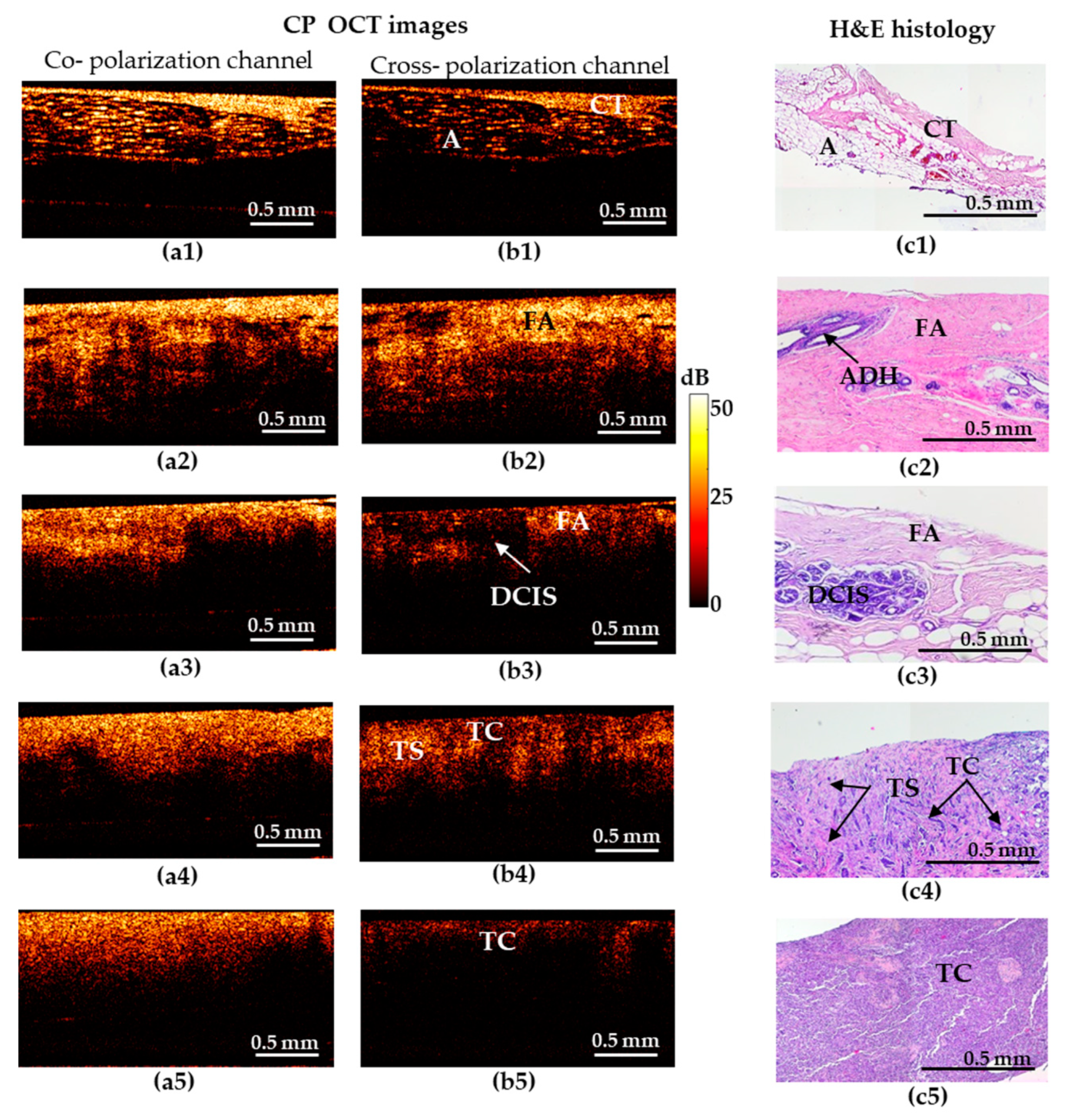 Diagnostics 10 00994 g001 Diagnostics 10 00994 g001