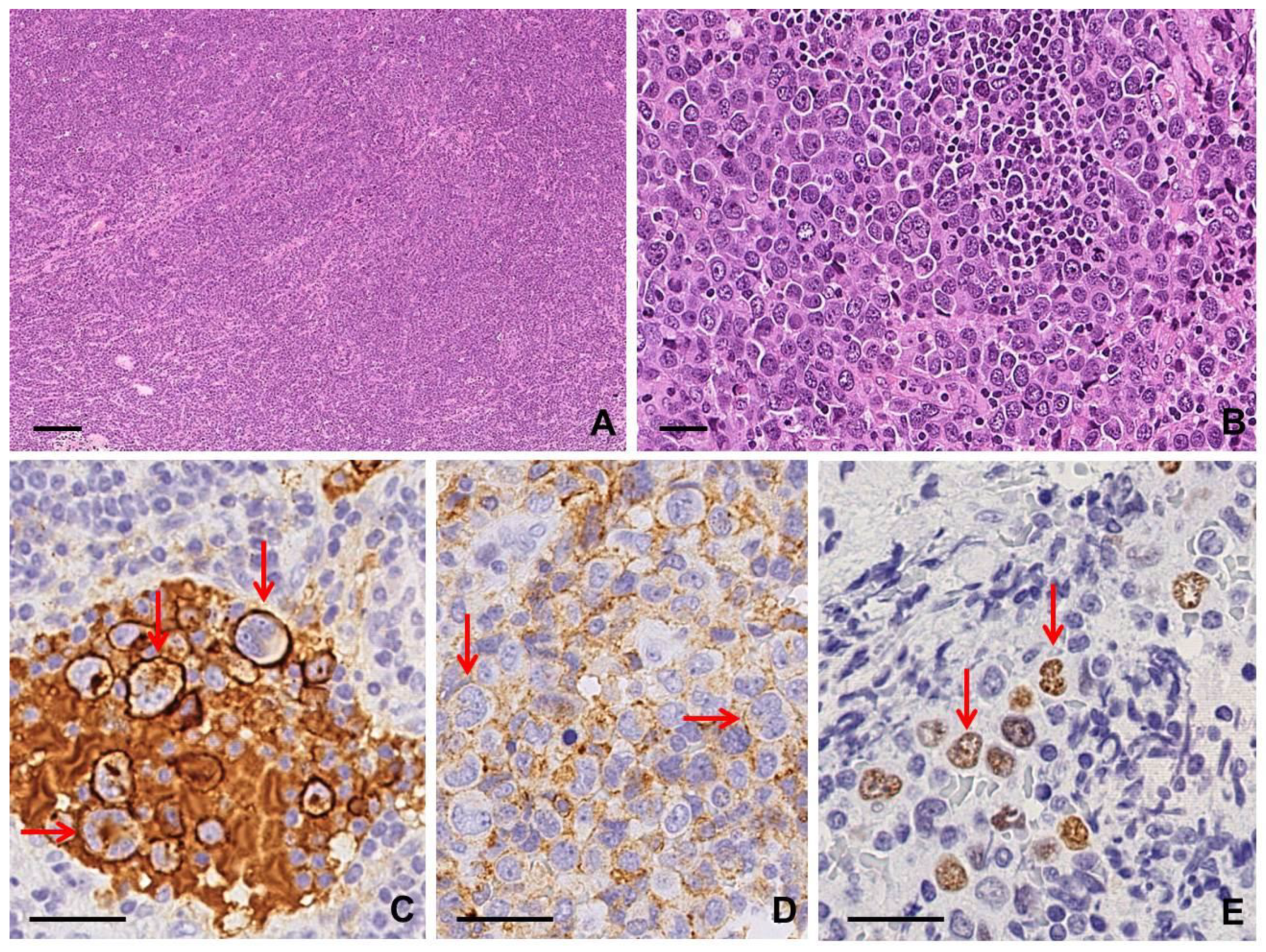 Diagnostics 10 01019 g003 Diagnostics 10 01019 g003