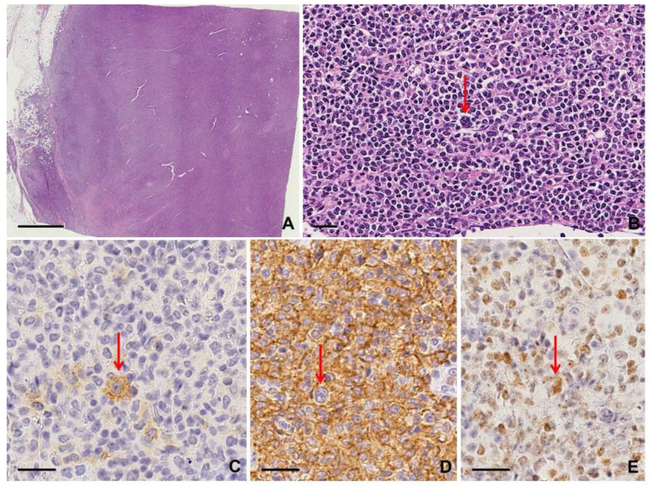 Diagnostics 10 01019 g006 Diagnostics 10 01019 g006